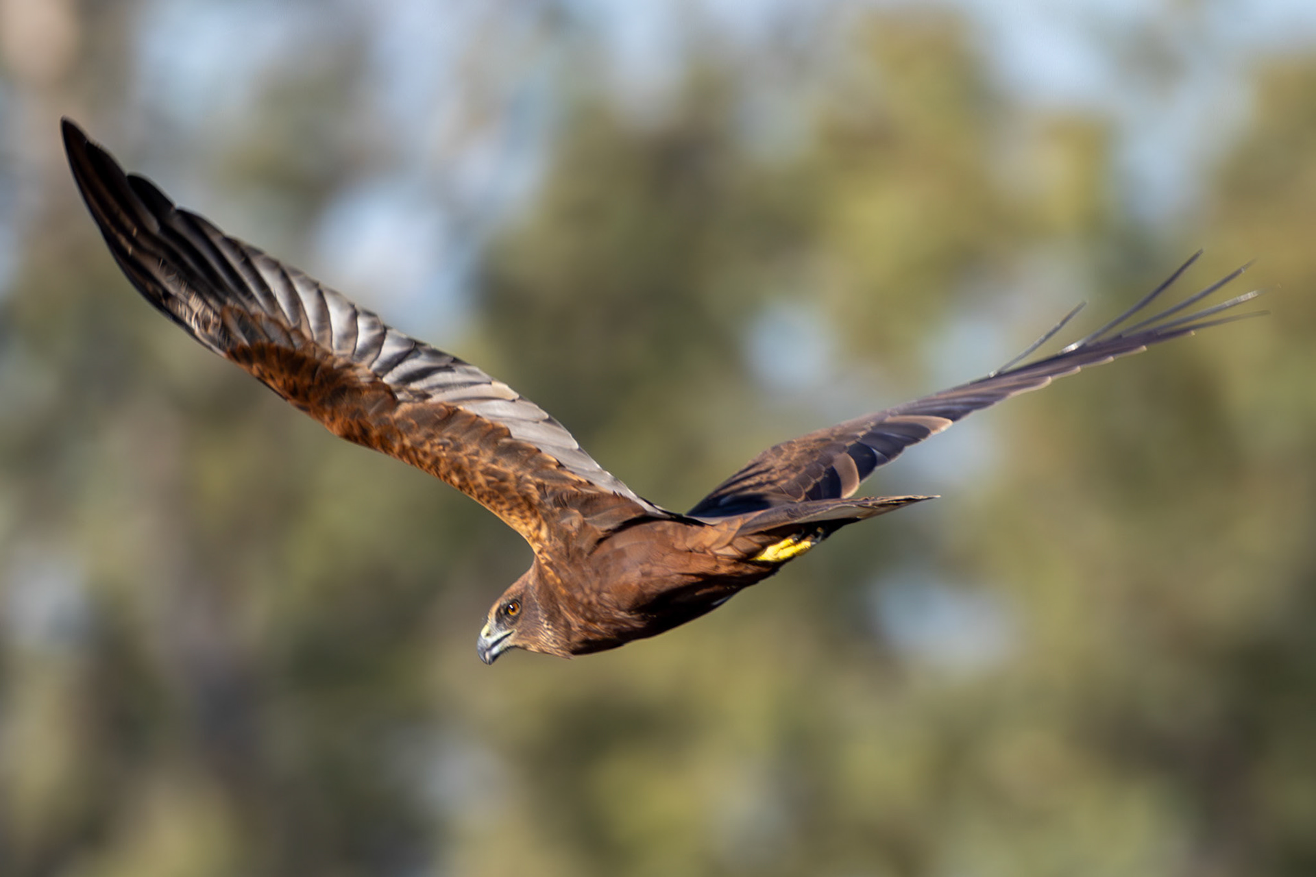 Marsh Harrier