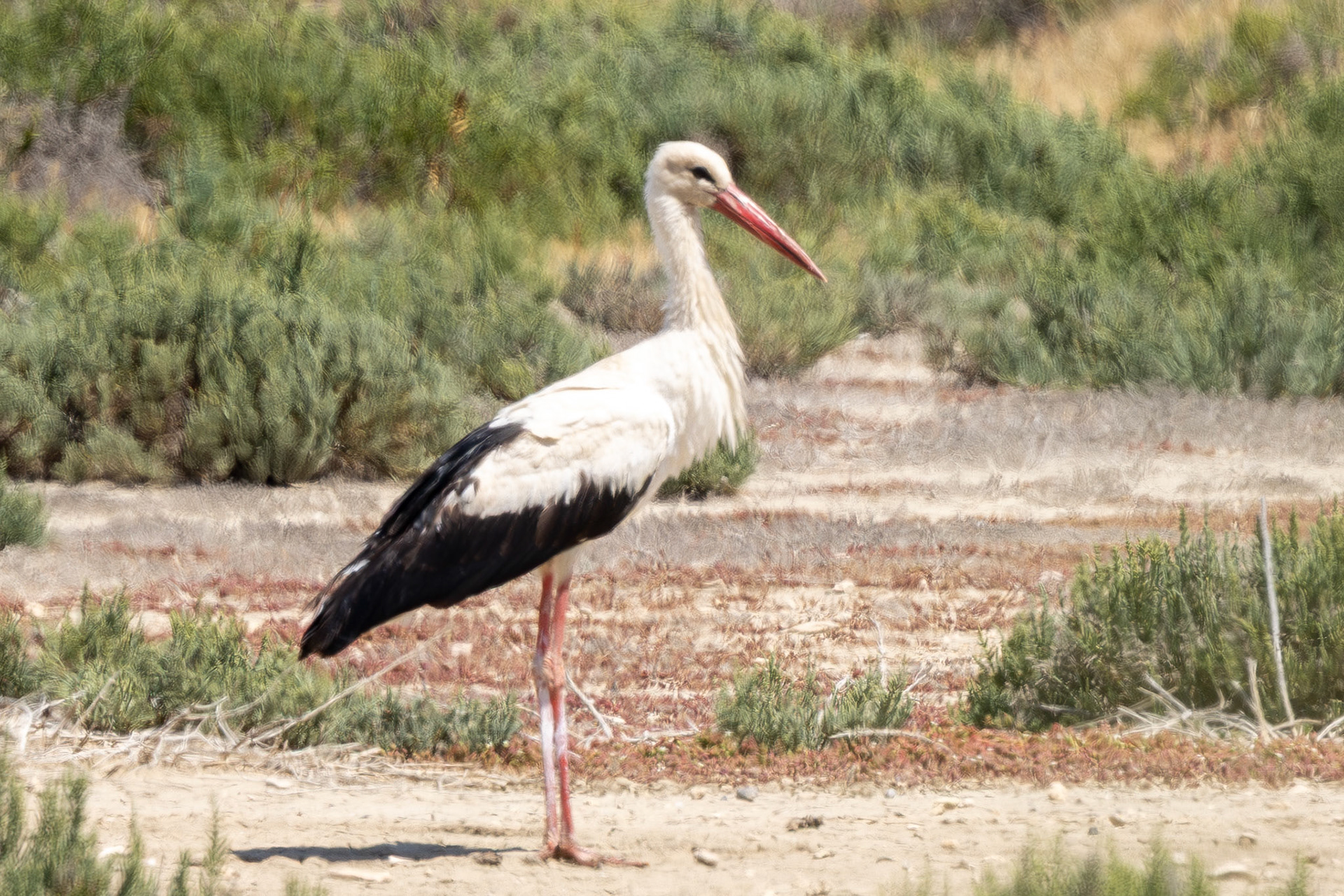 White Stork