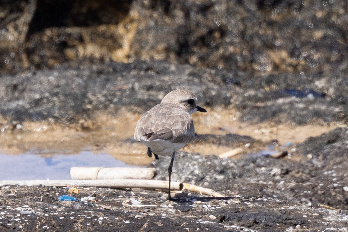 Tibetan Sand Plover