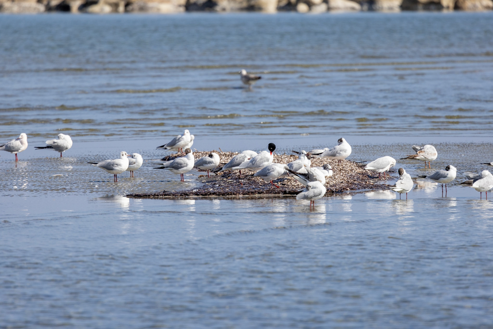 Slender-billed Gull