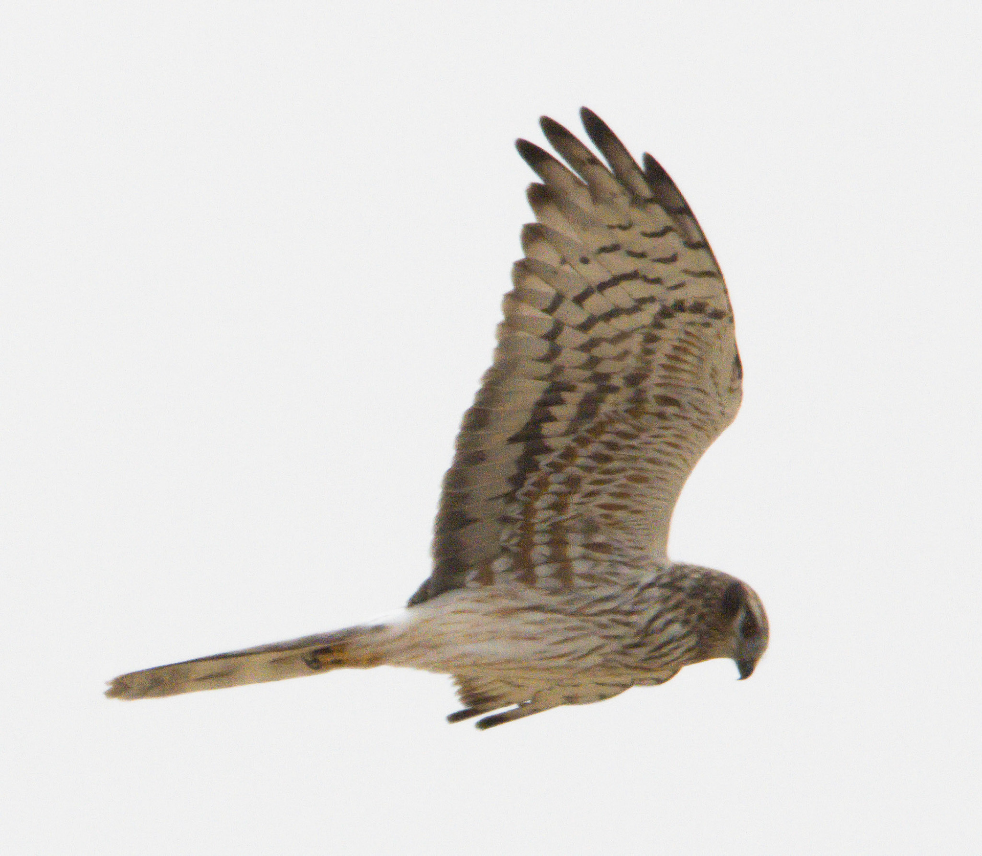 Montagu's Harrier