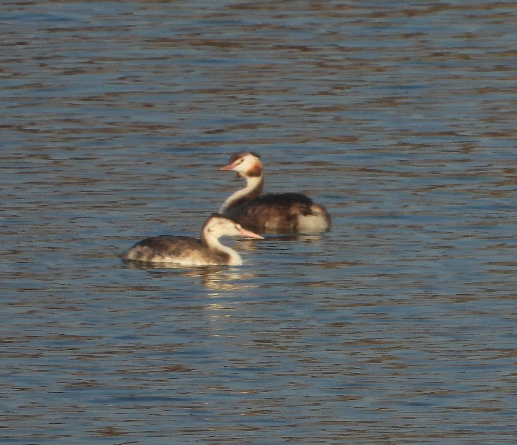 Great Crested Grebe
