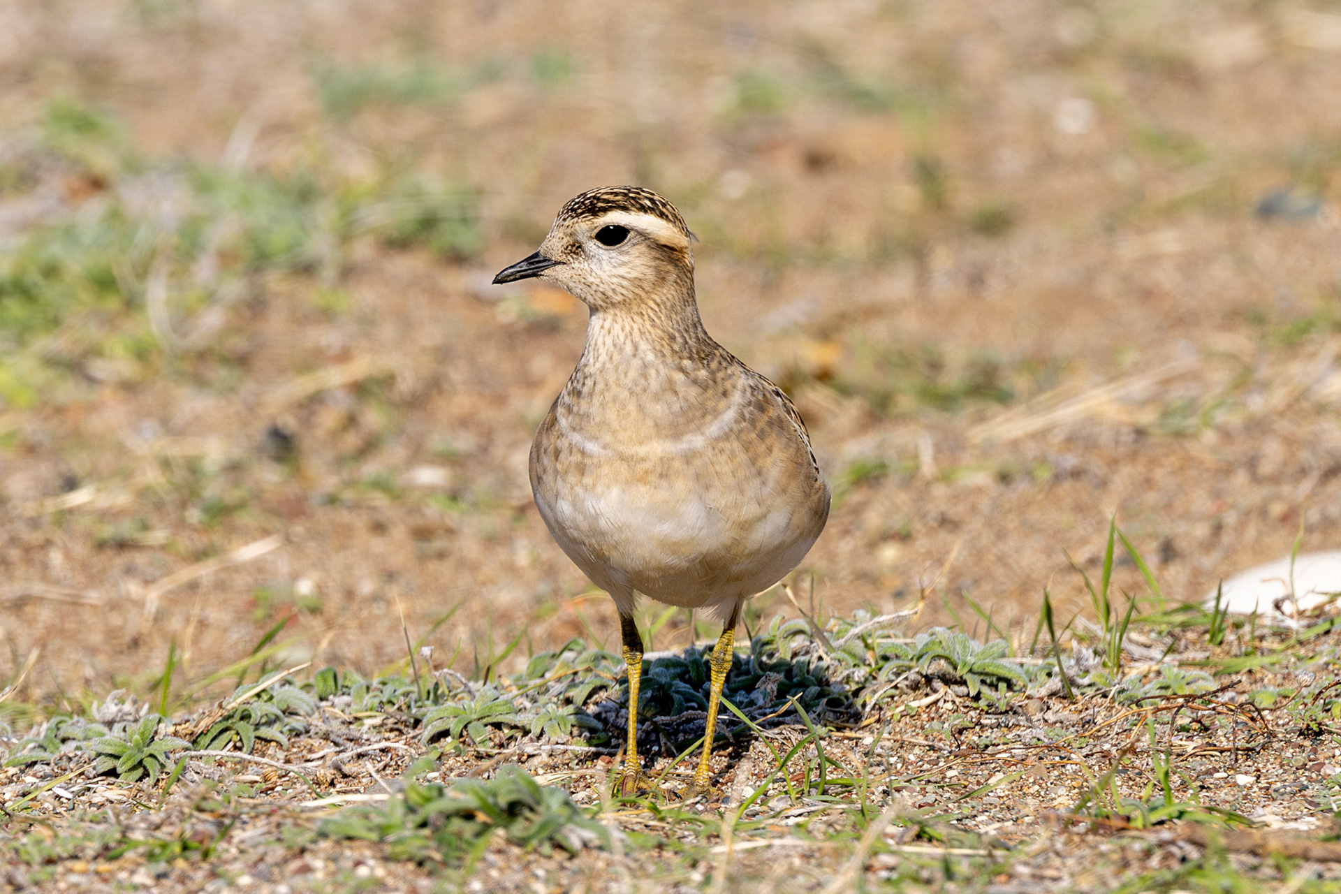 Eurasian Dotterel