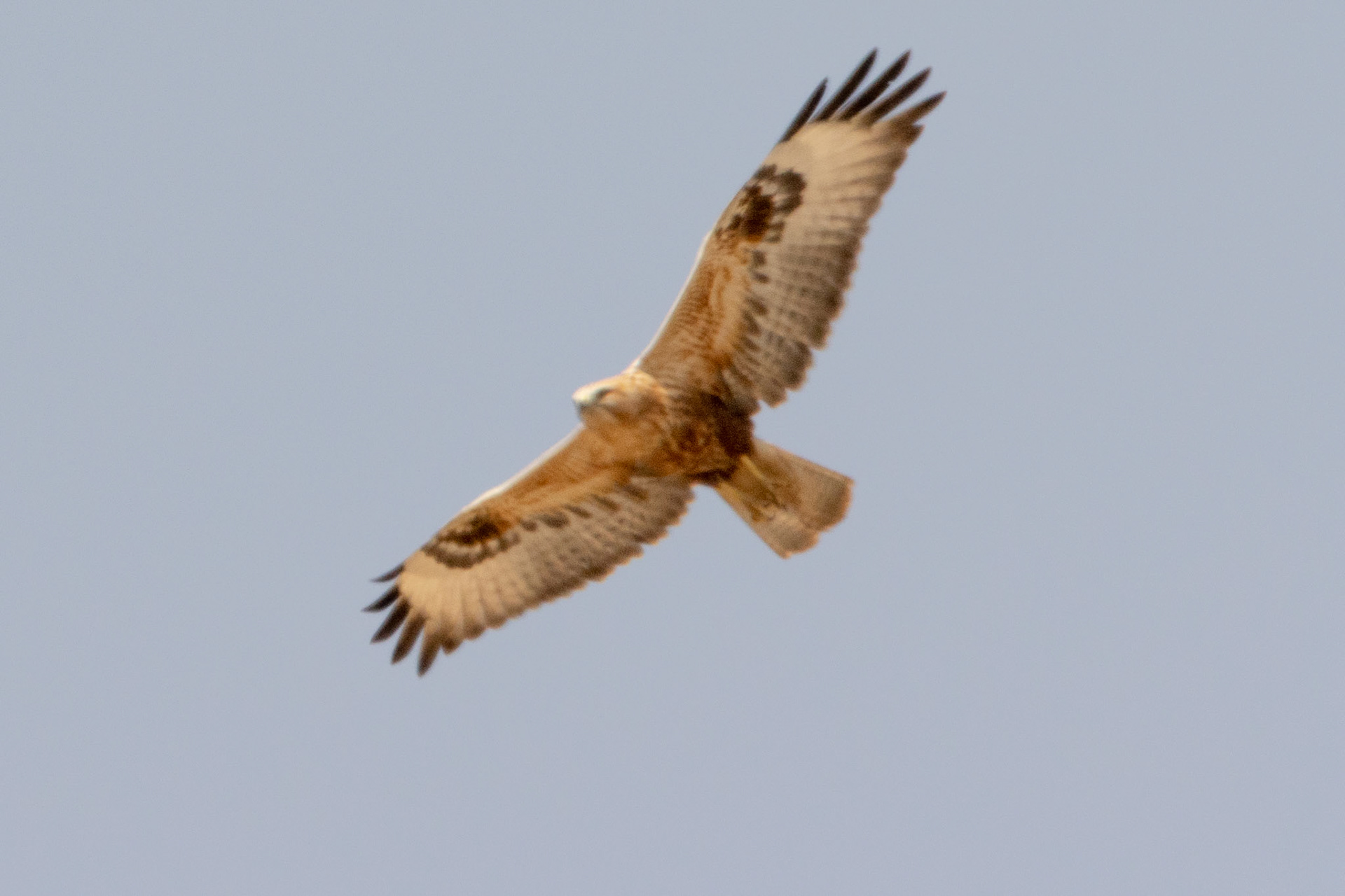 Long-legged Buzzard