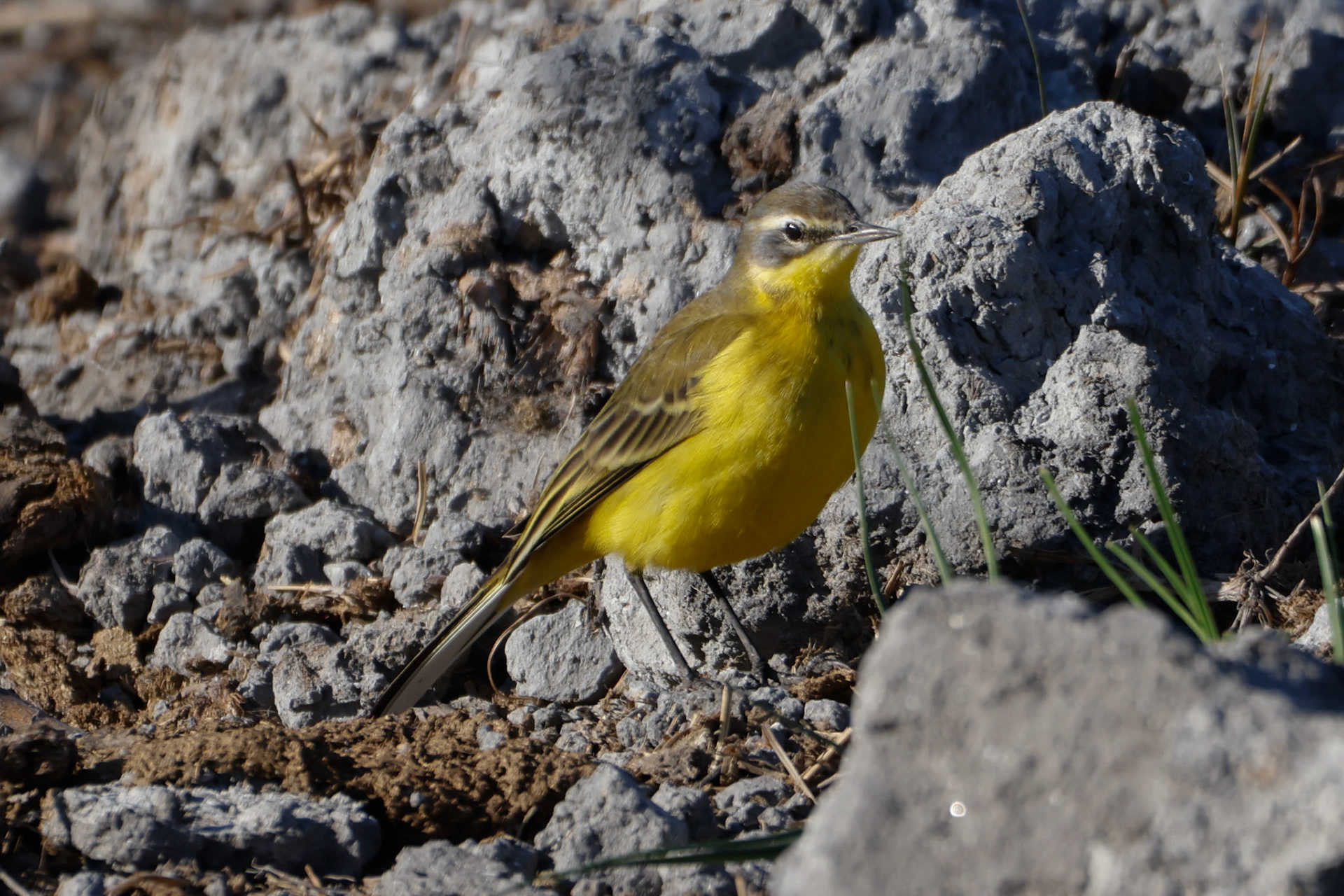 Yellow Wagtail