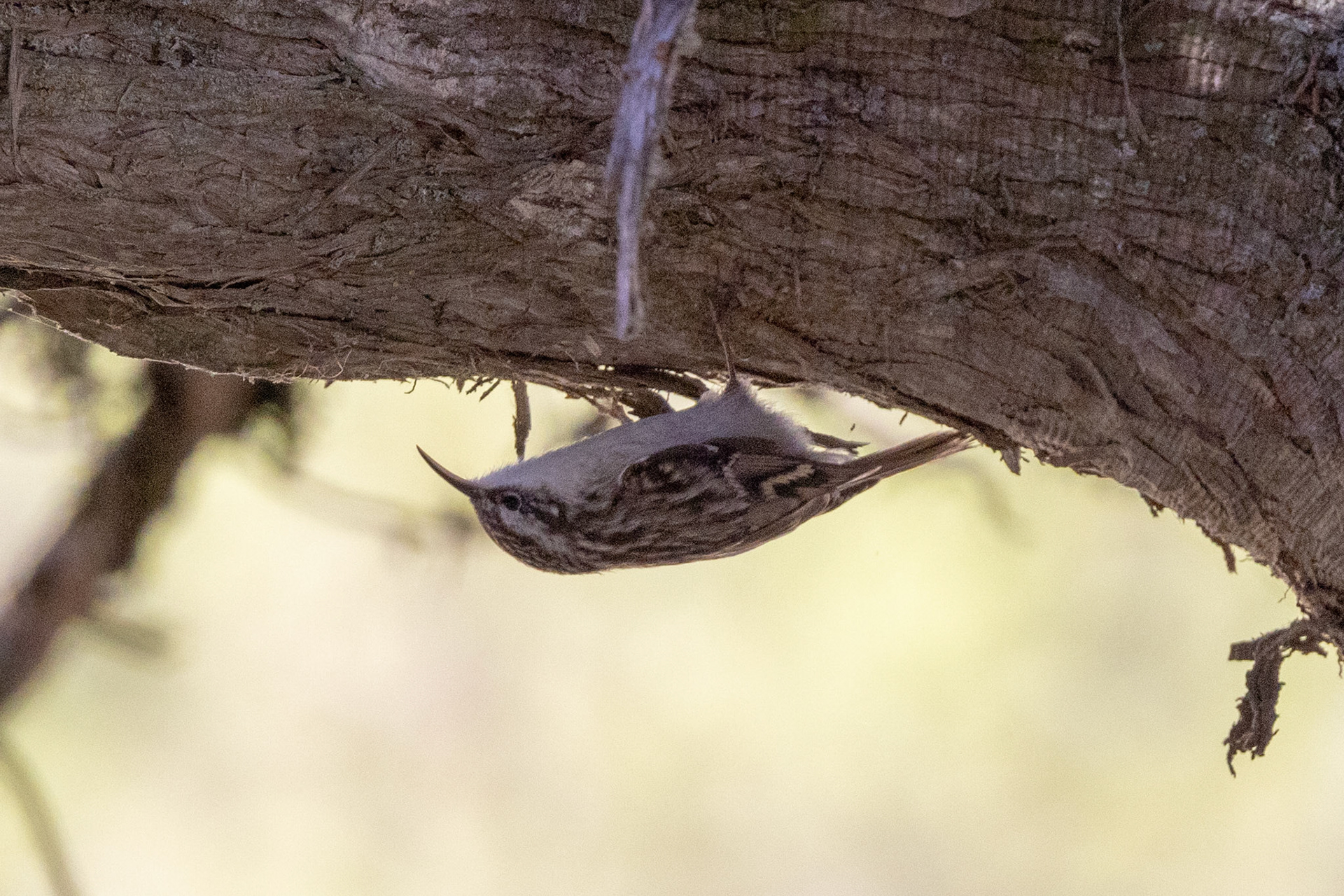 Short-toed Treecreeper