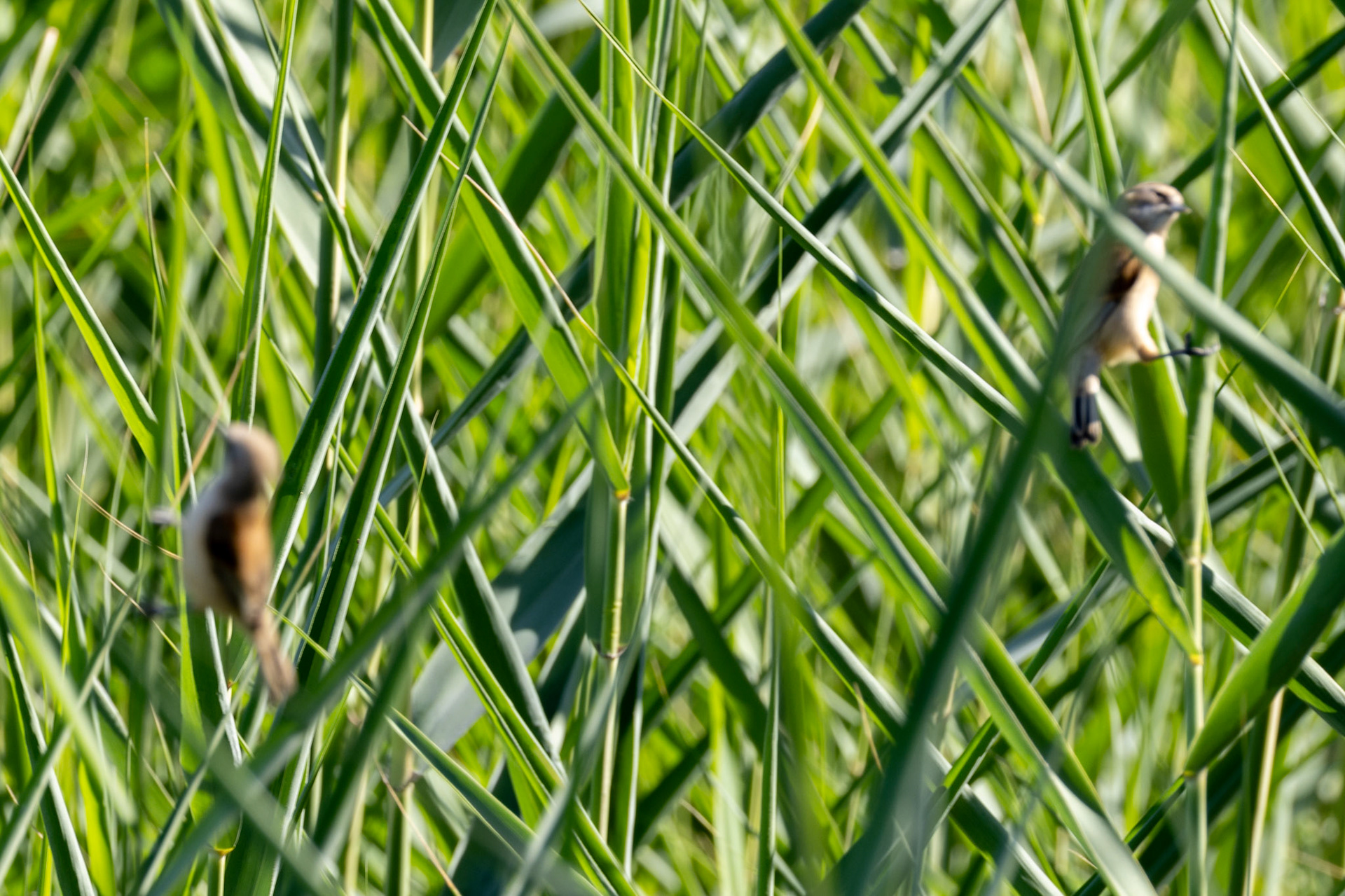 Penduline Tit