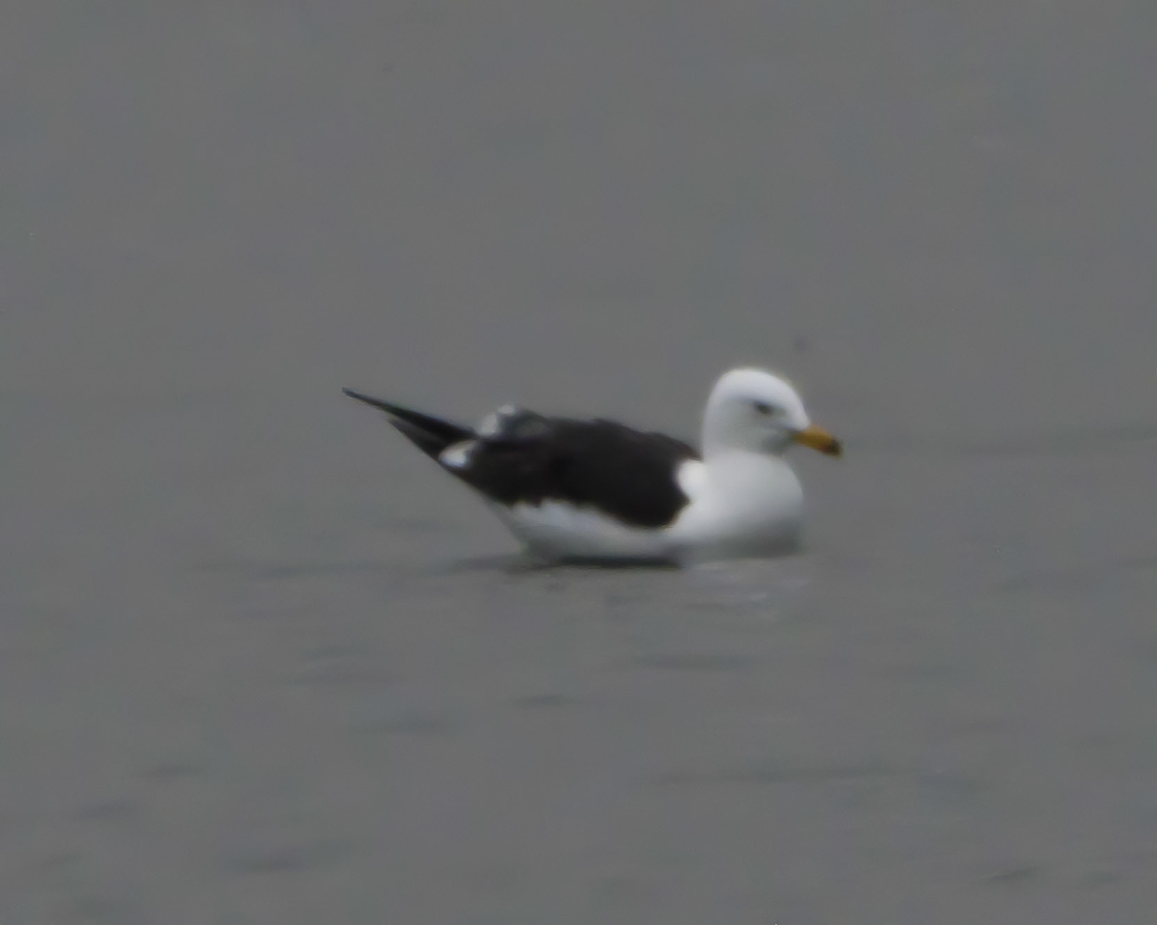 Baltic Gull