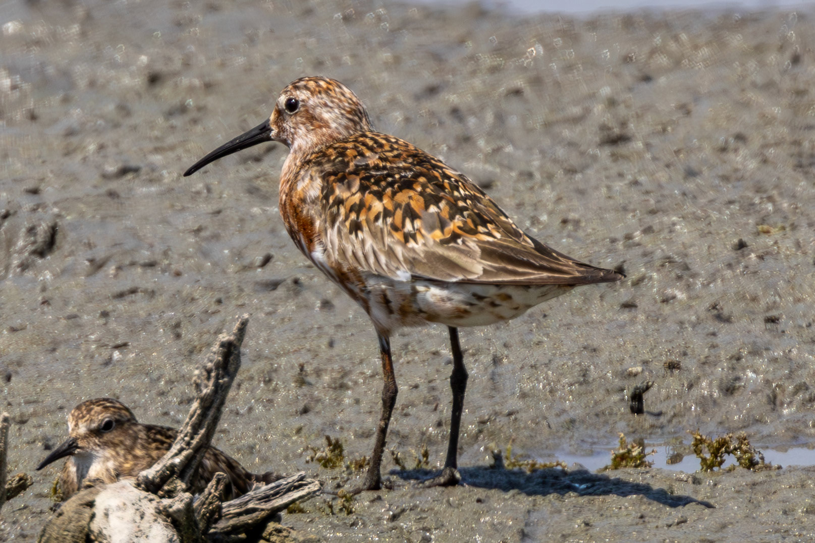 Curlew Sandpiper