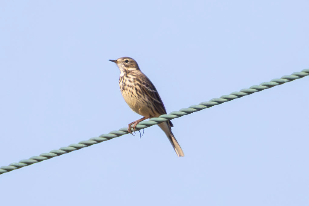 Siberian Pipit