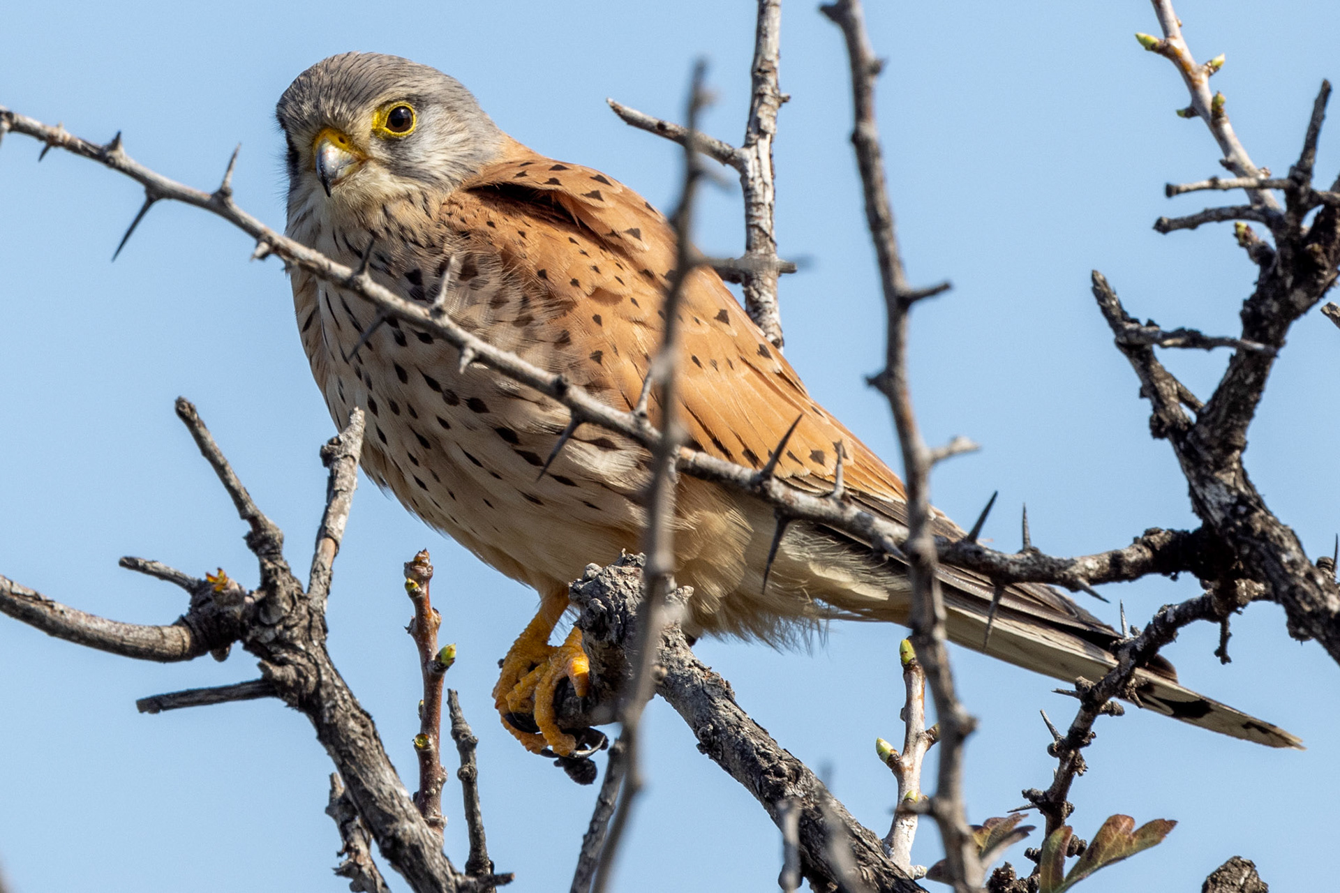 Common Kestrel