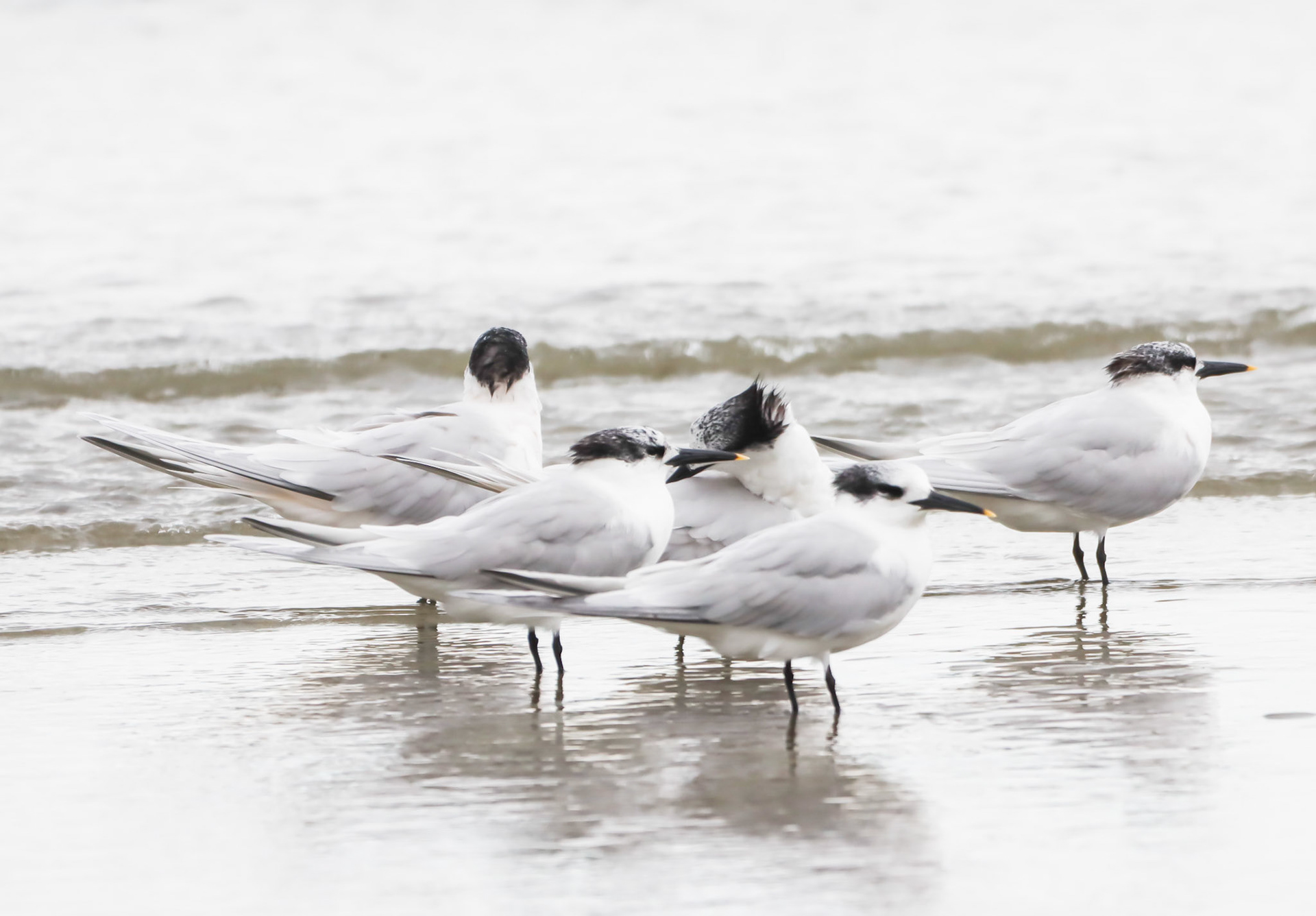 Sandwich tern