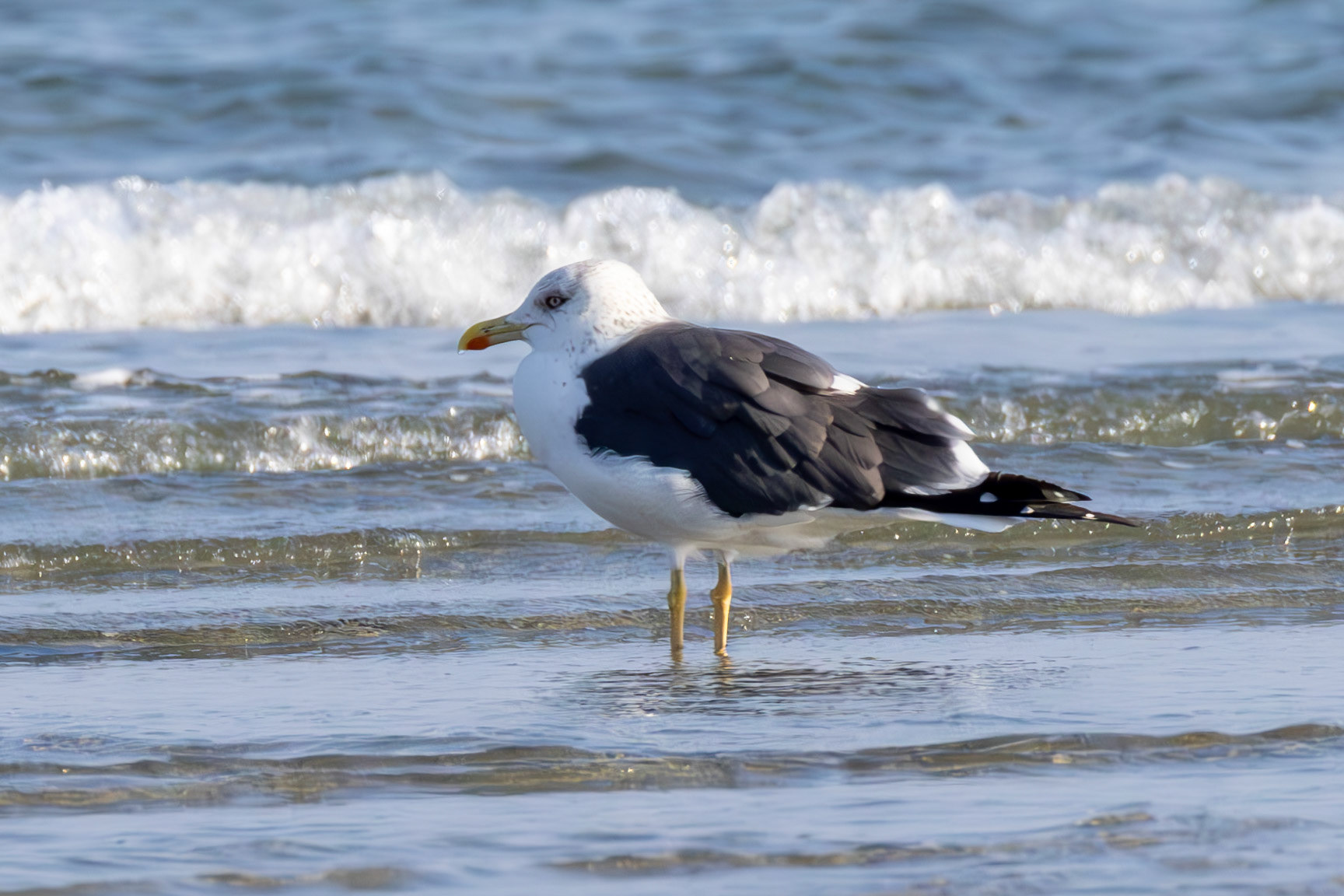 Heuglin's Gull