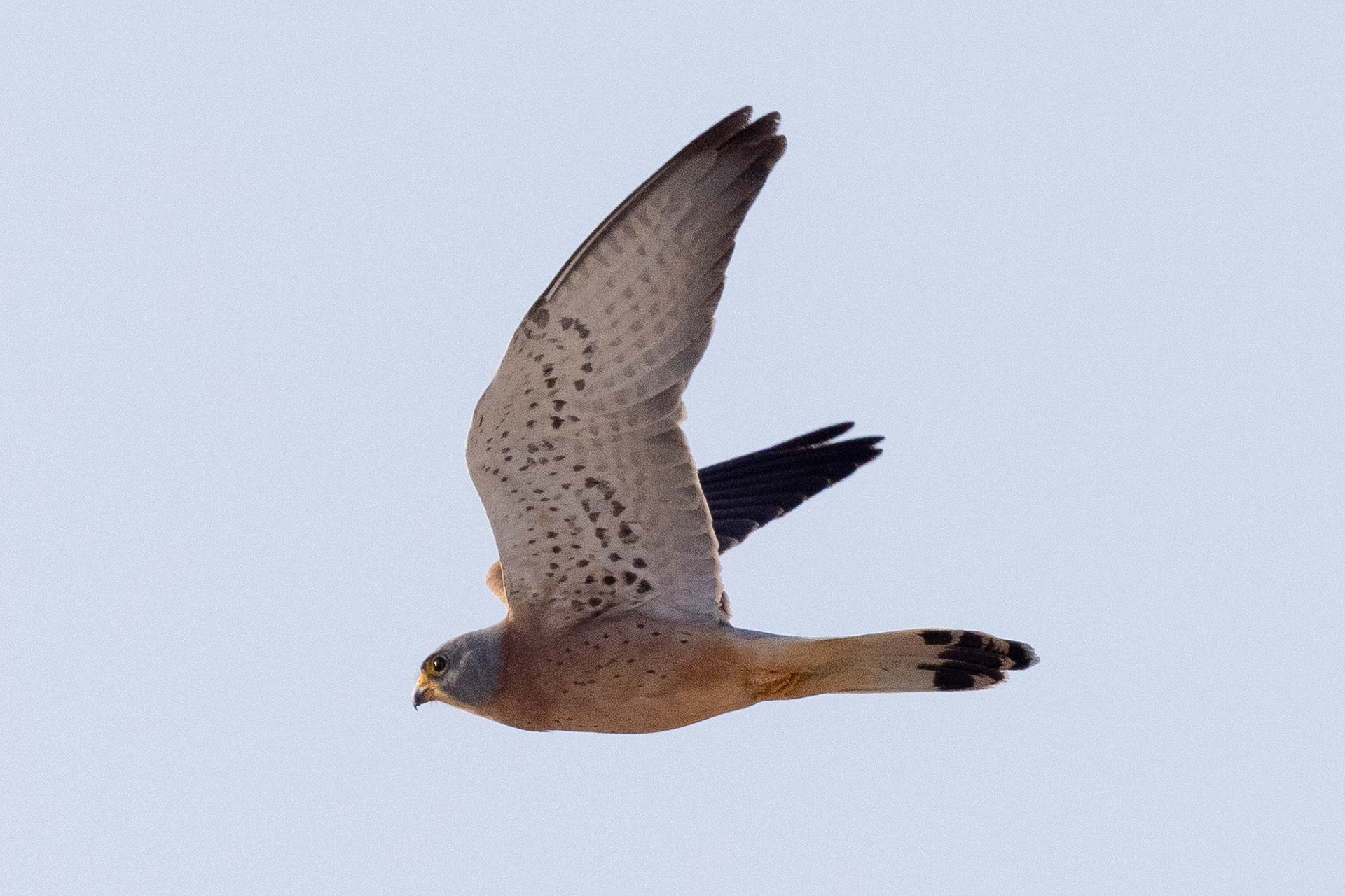 Lesser Kestrel