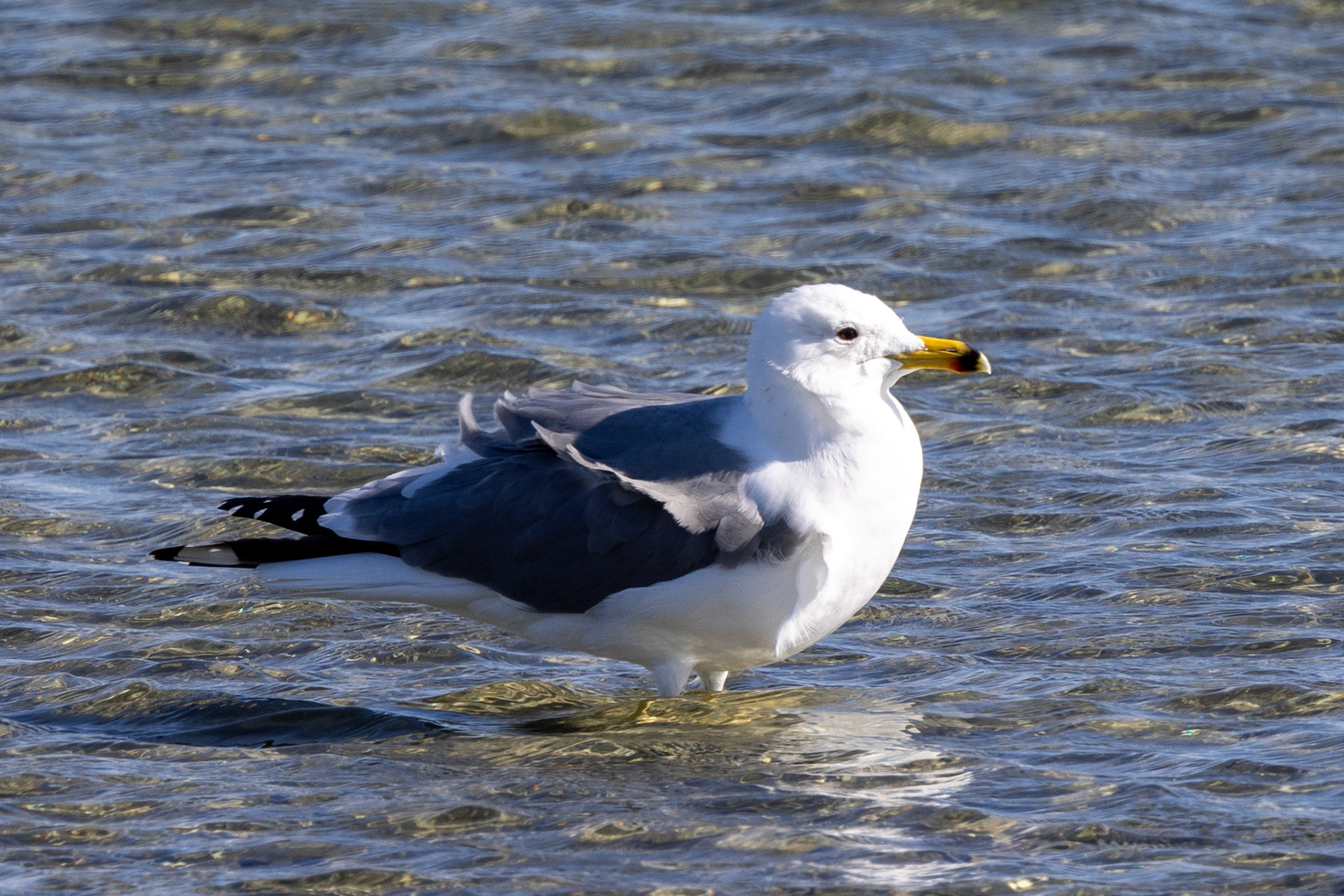 Armenian Gull