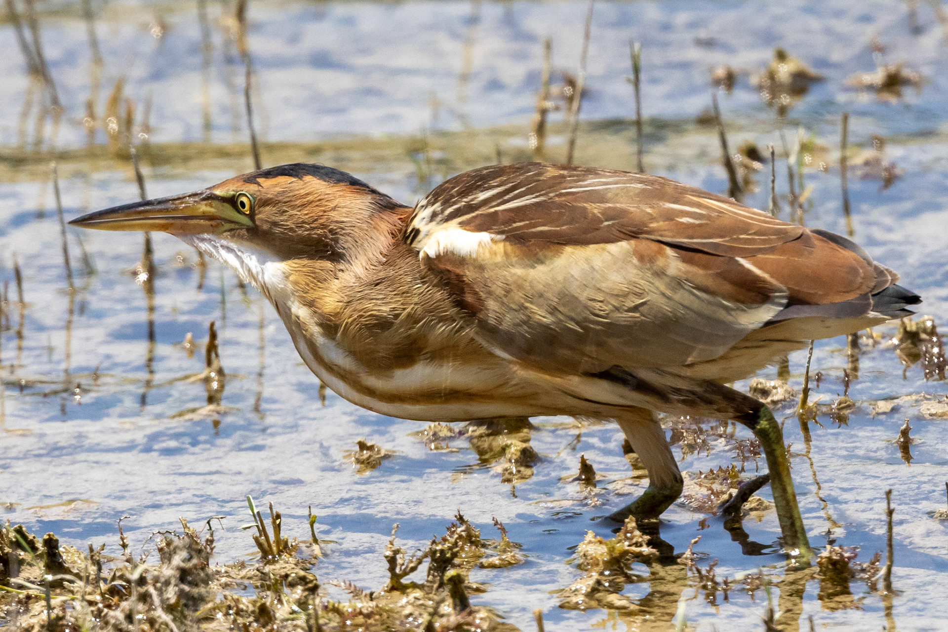 :ittle Bittern