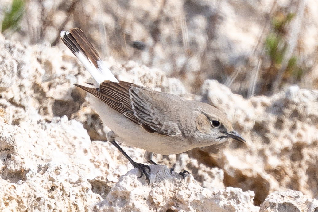 Finsch's Wheatear