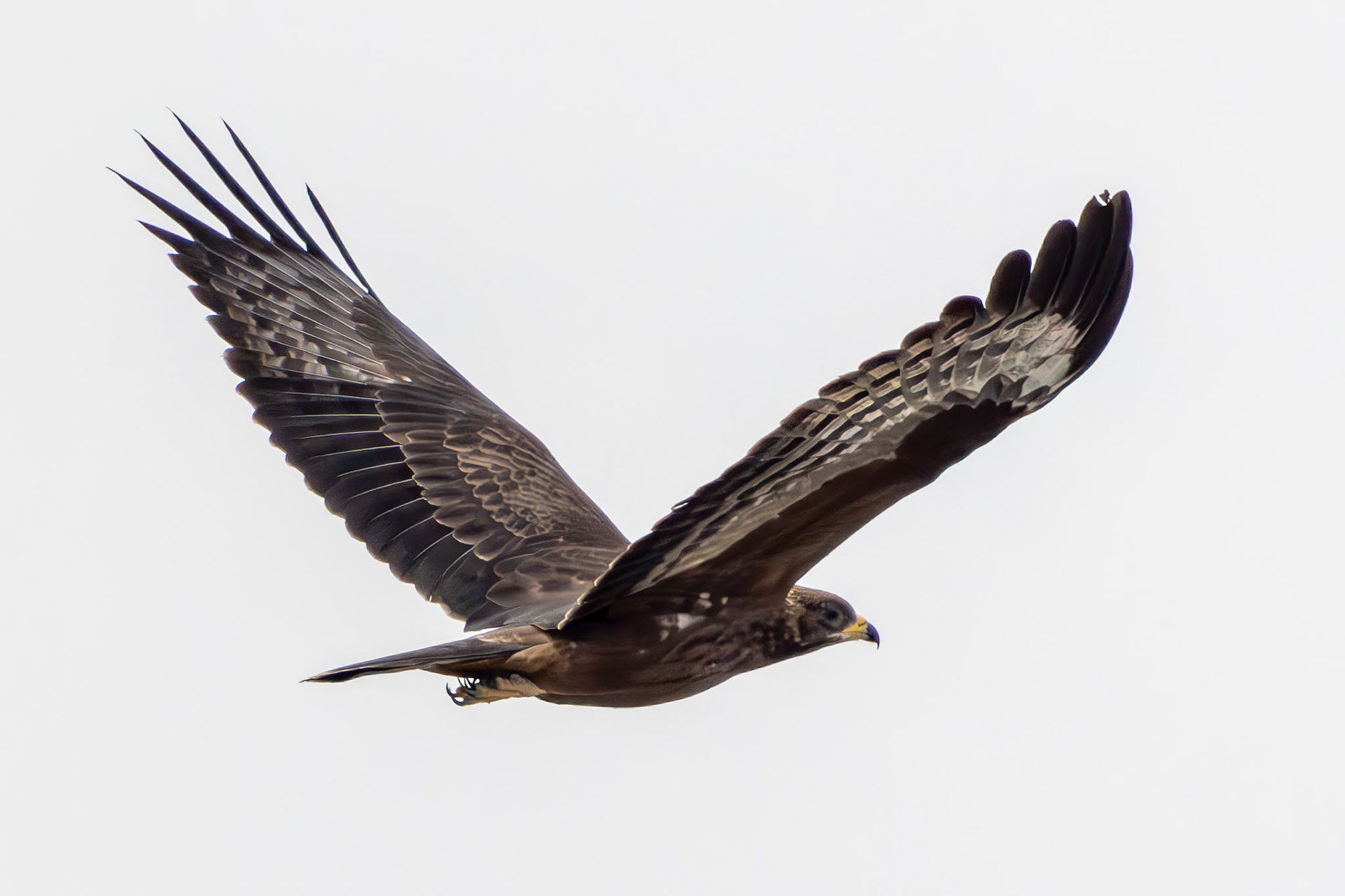 Black Kite