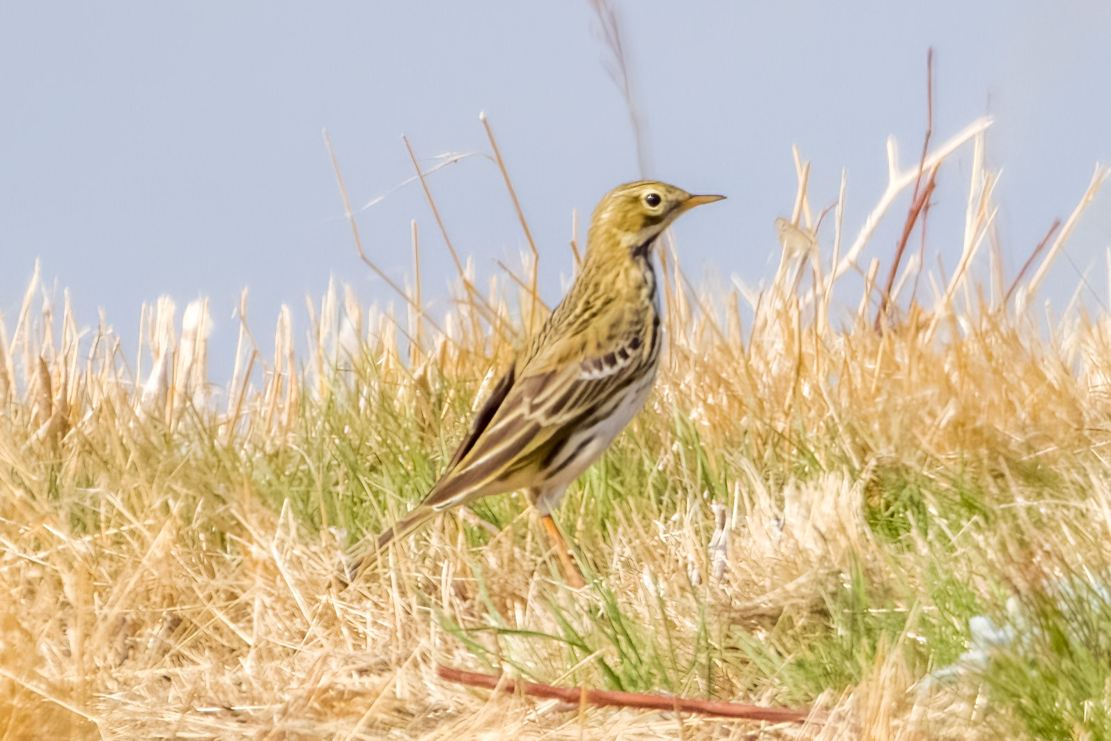 Red-throated Pipit