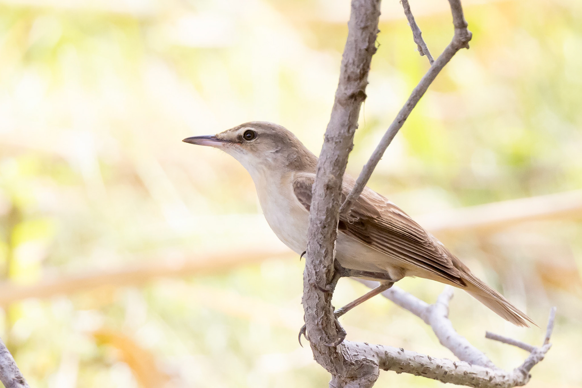 Great Reed Warbler