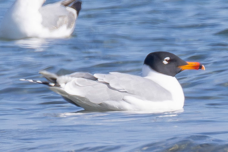 Pallas's Gull