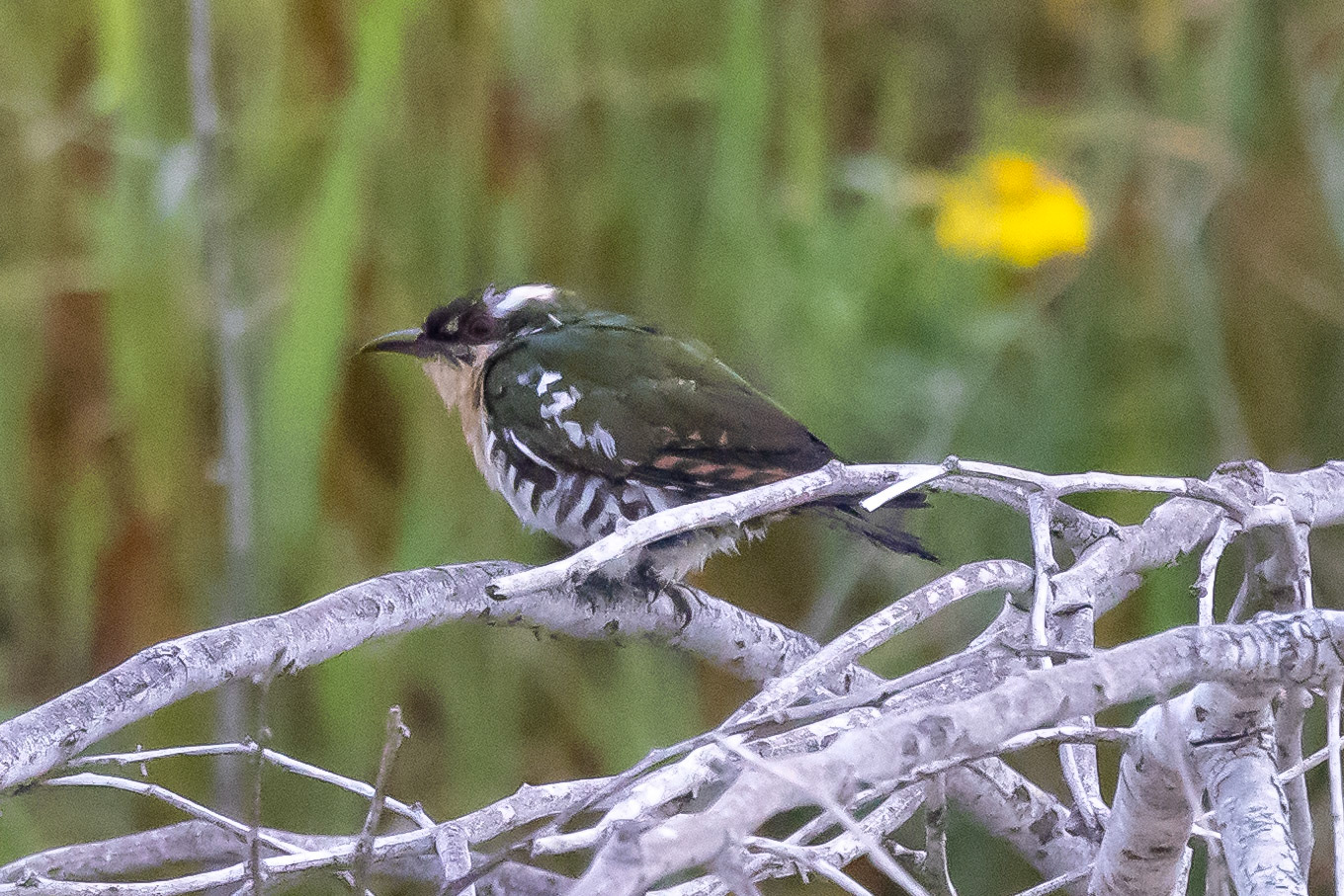 Diederik Cuckoo