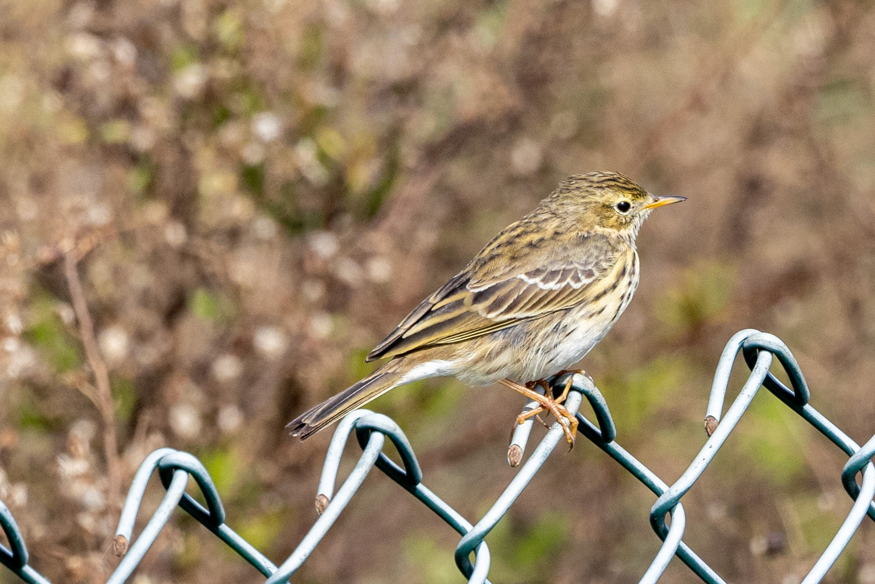 Red-throated Pipit