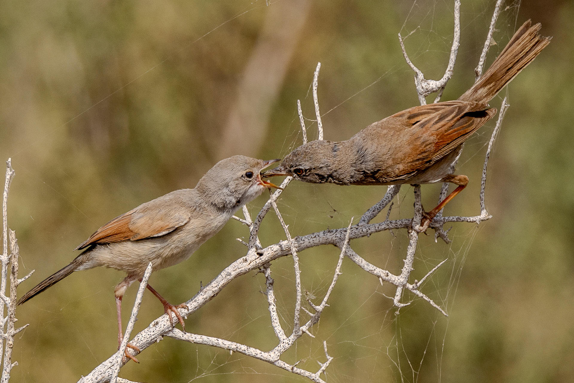 Spectacled Warbler