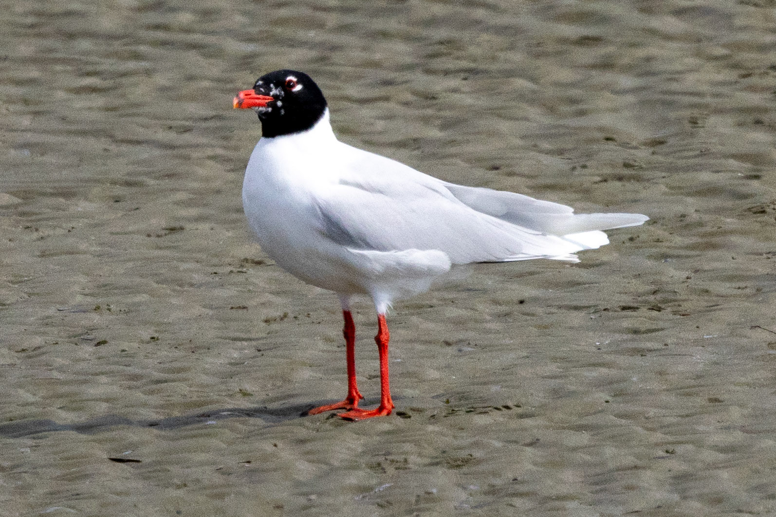 Mediterranean Gull