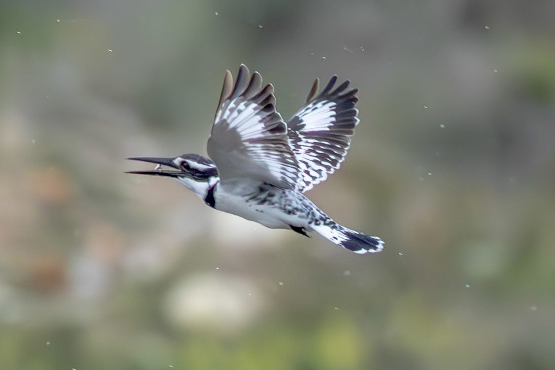 Pied Kingfisher