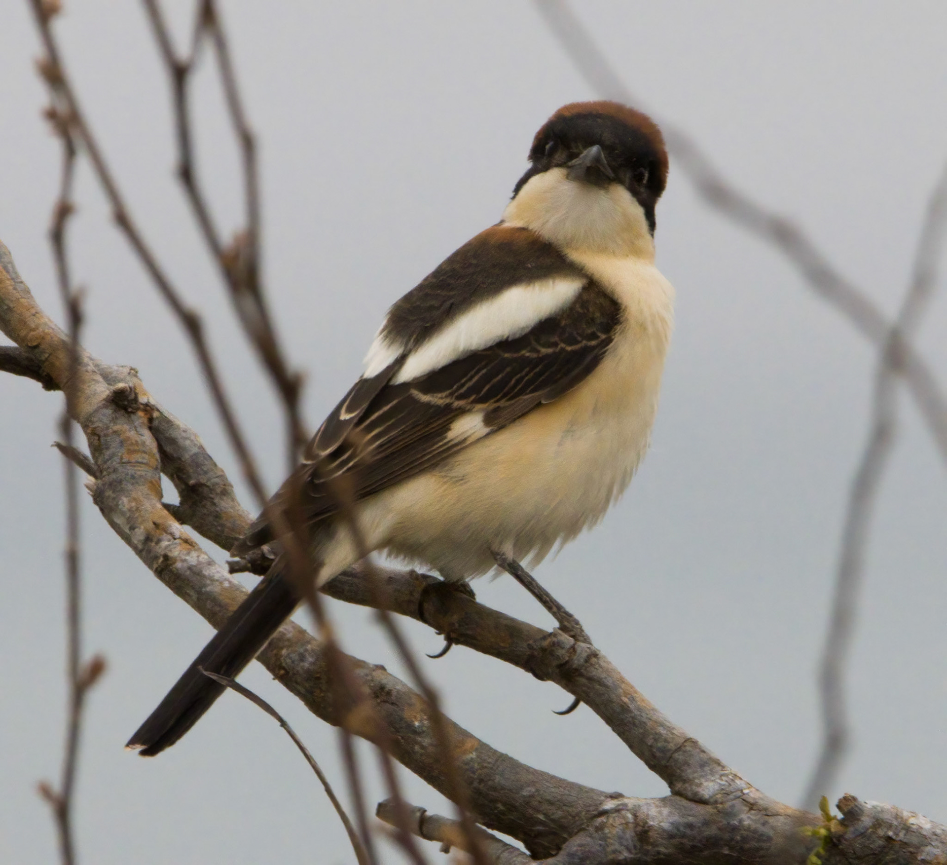 Woodchat Shrike