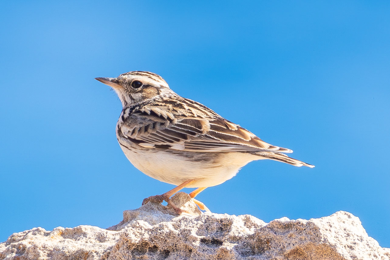 Woodlark