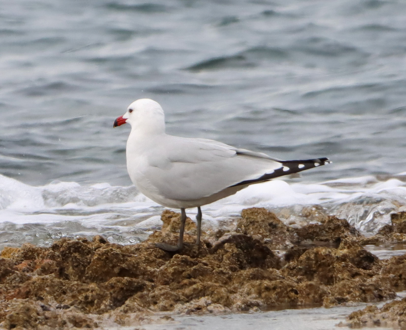 Audouin's Gull