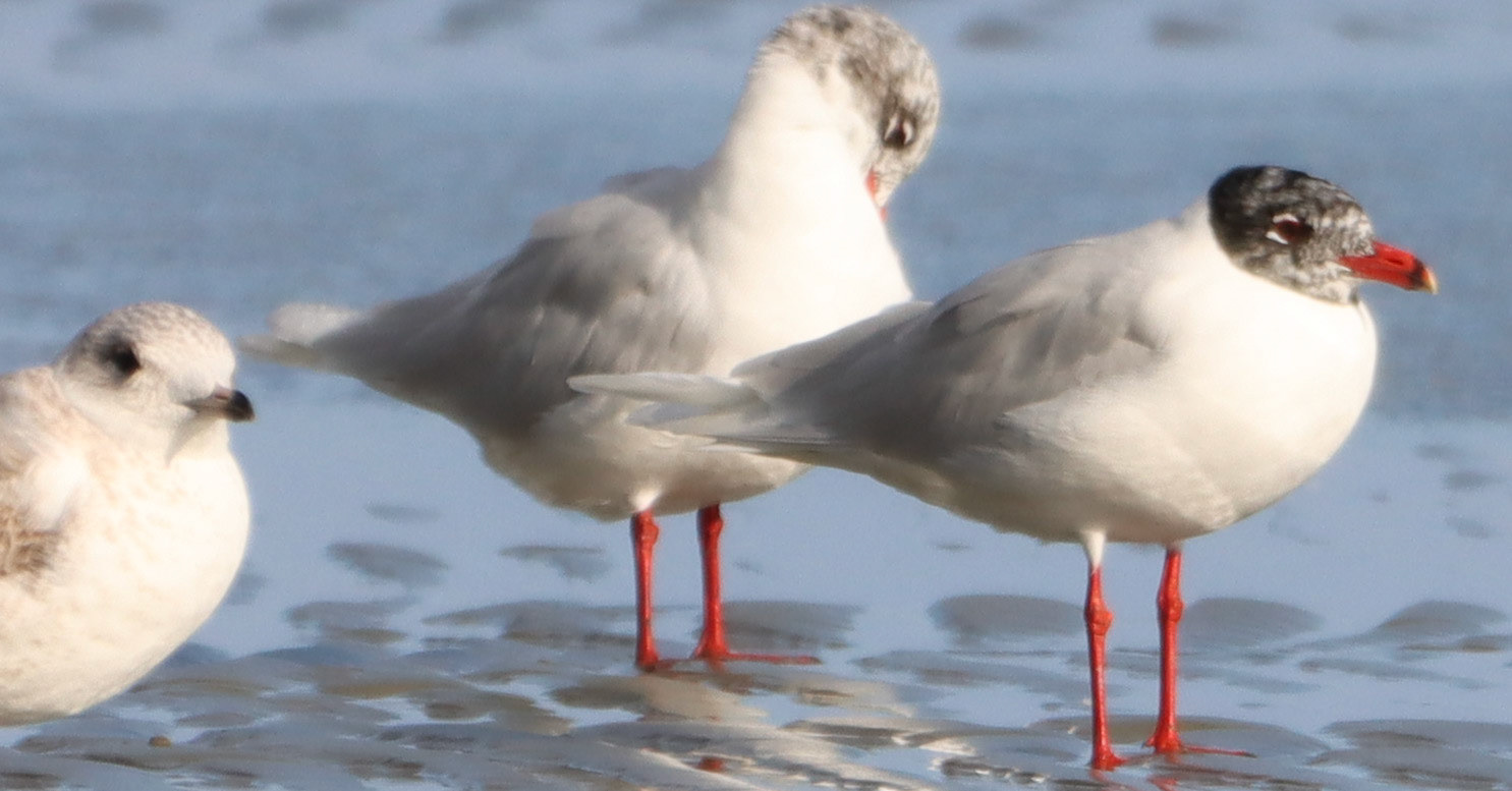 Mediterranean Gull