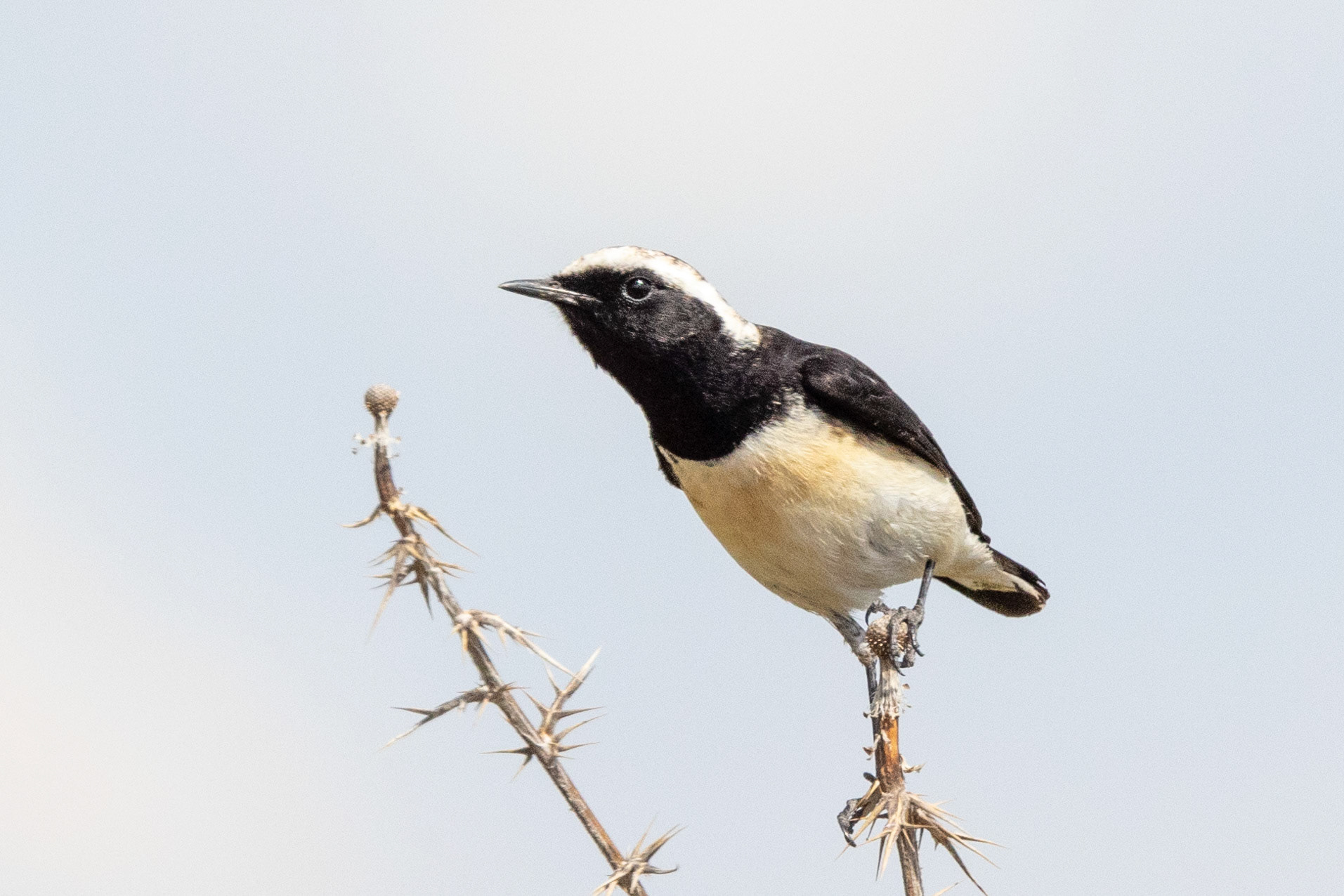 Cyprus Wheatear