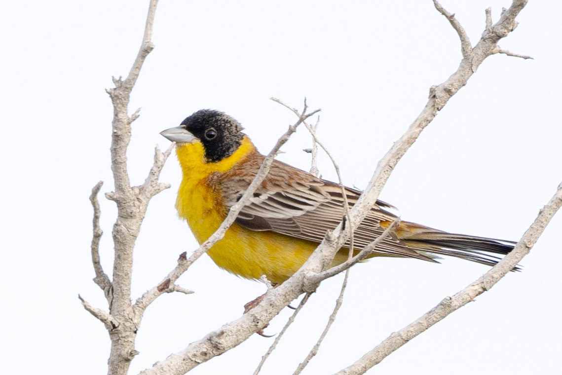 Black-headed Bunting