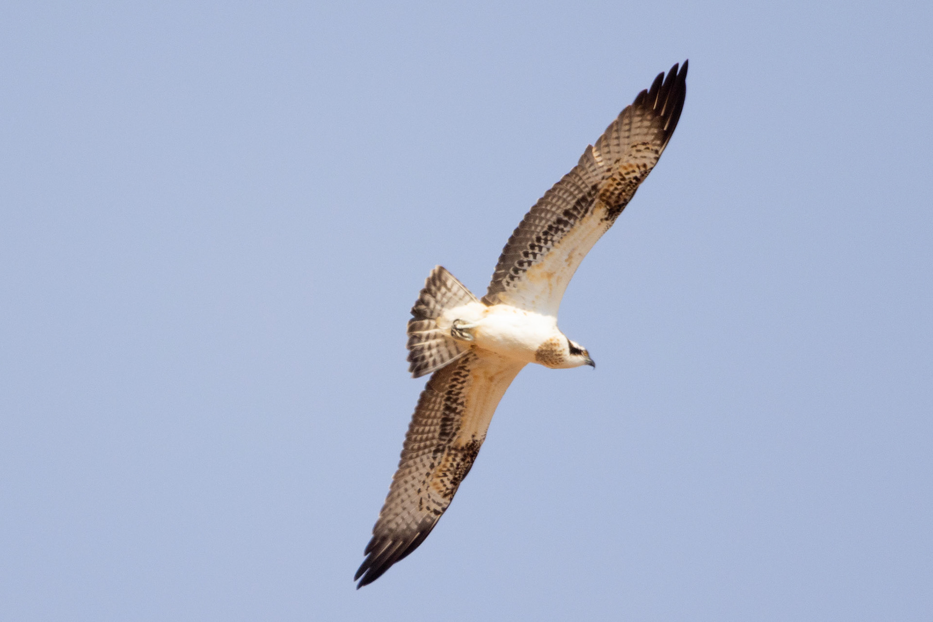 Osprey