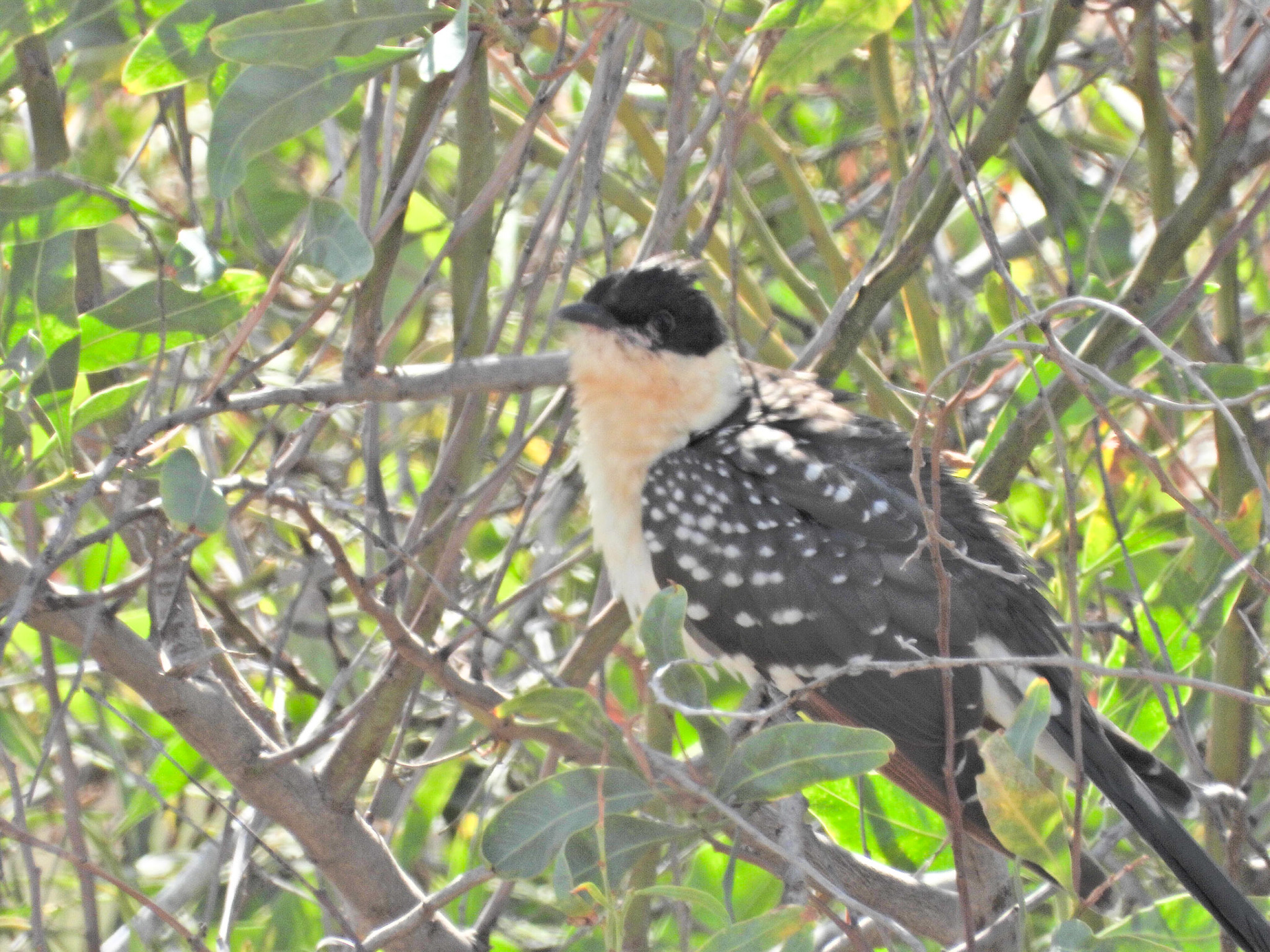 Great Spotted Cuckoo