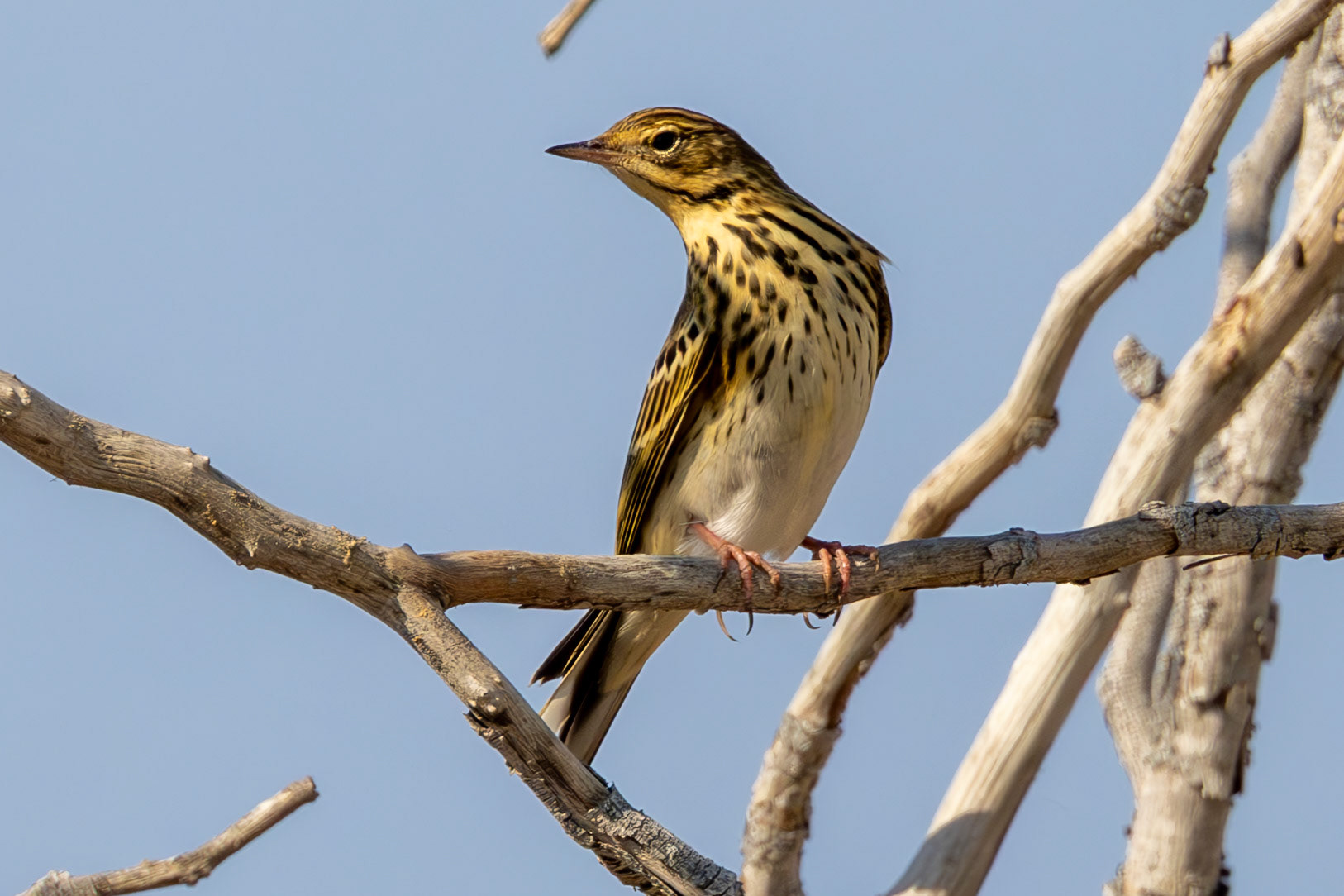 Tree Pipit