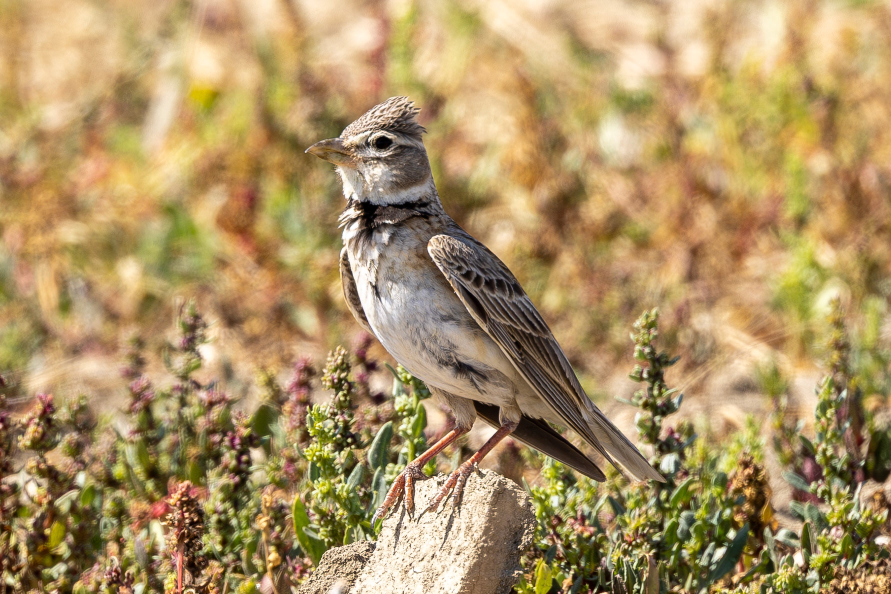 Calandra Lark