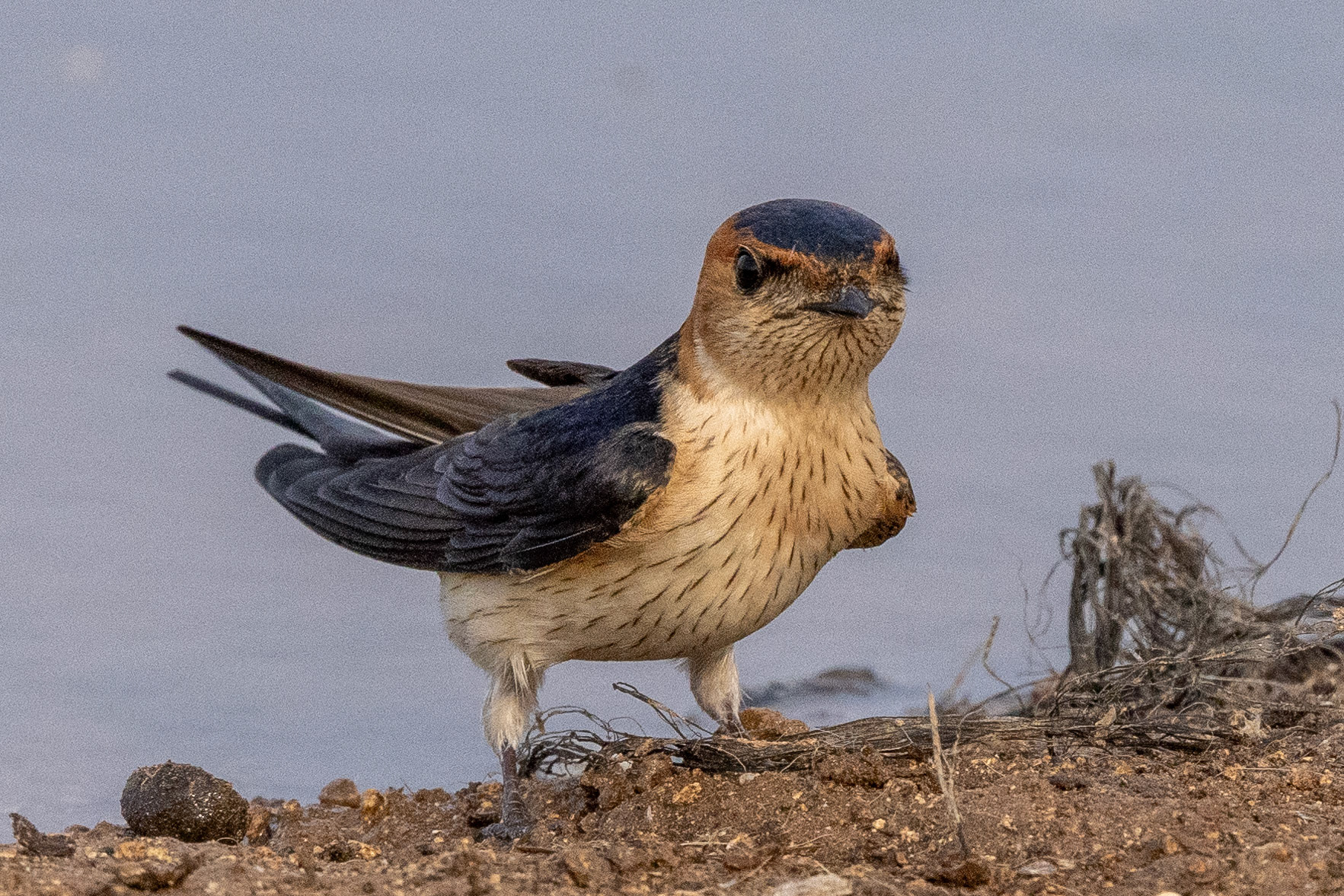 Red-rumped Swallow