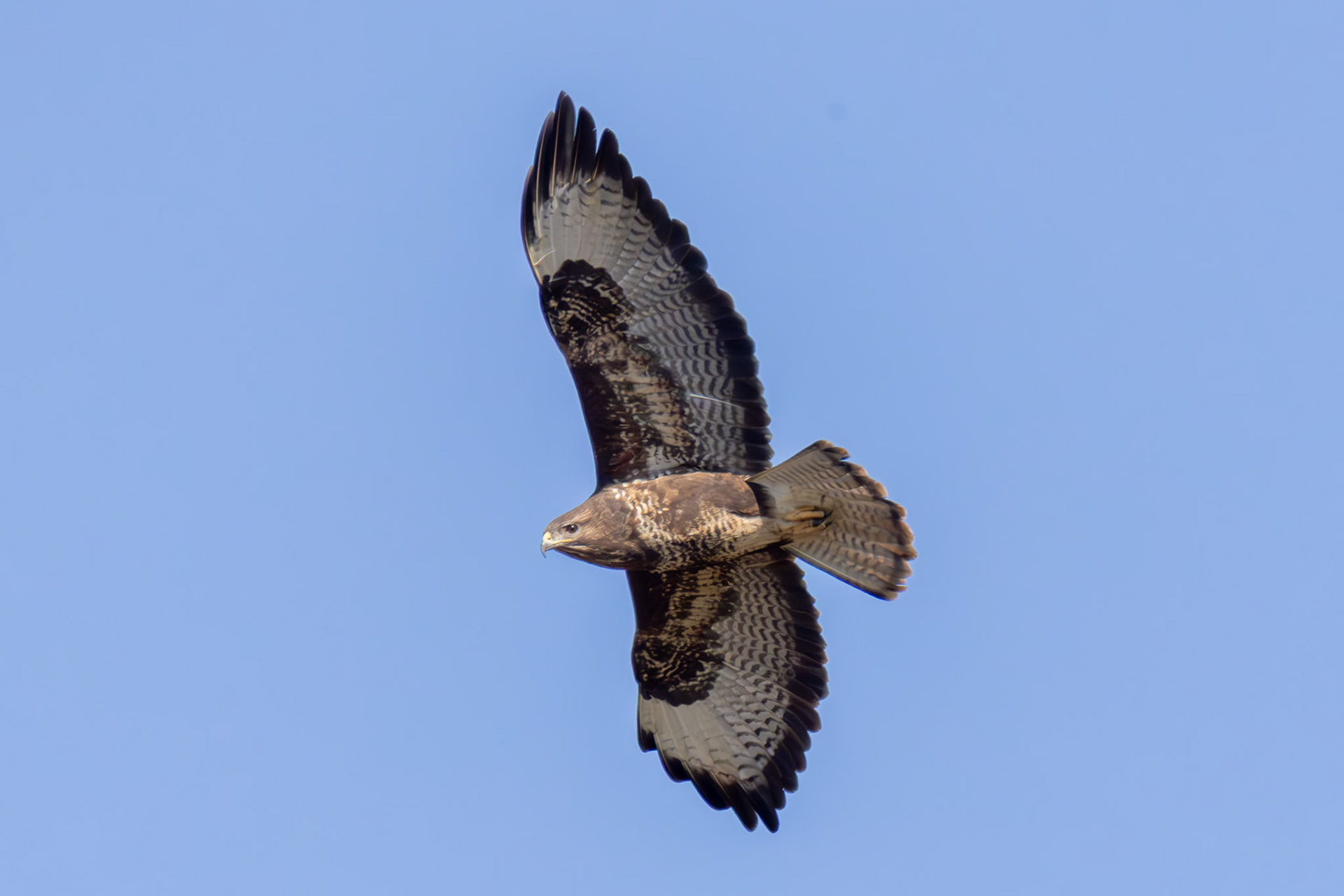 Buzzard