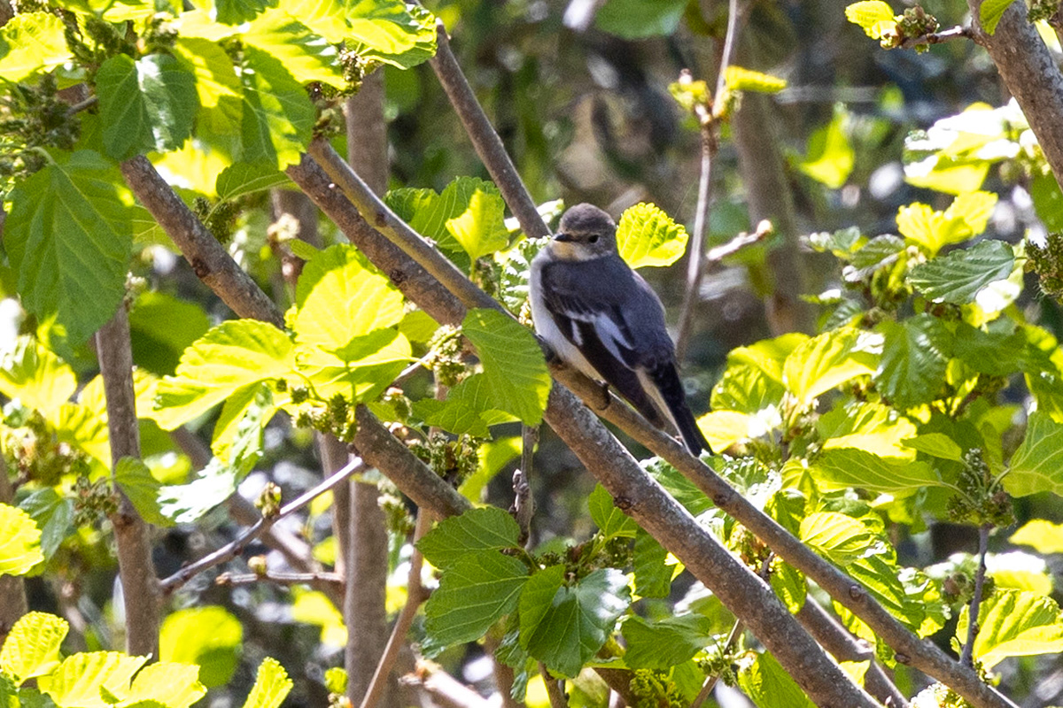 Pied Flycatcher