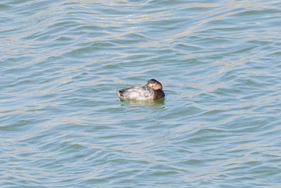 Pochard fem