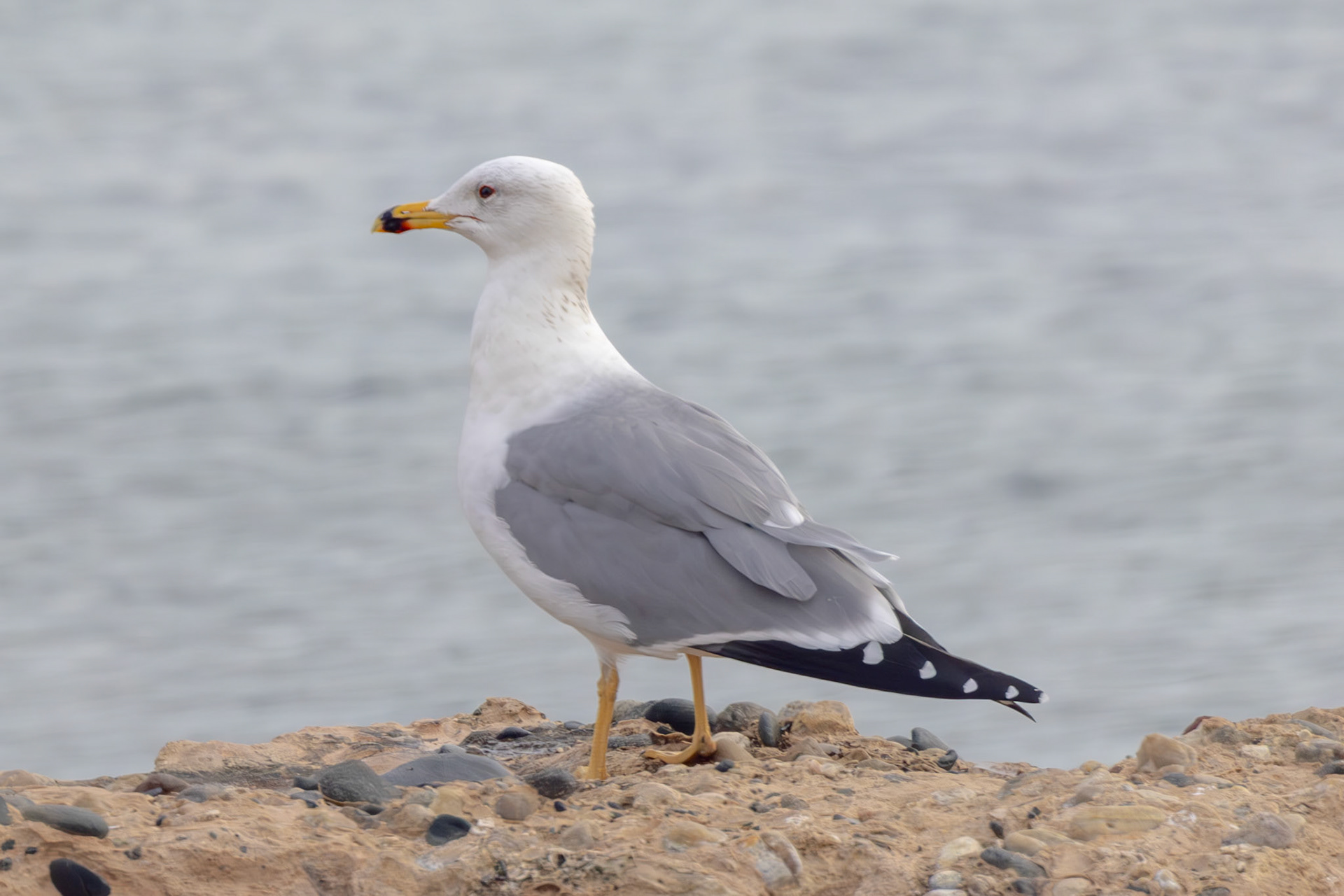 Armenian Gull