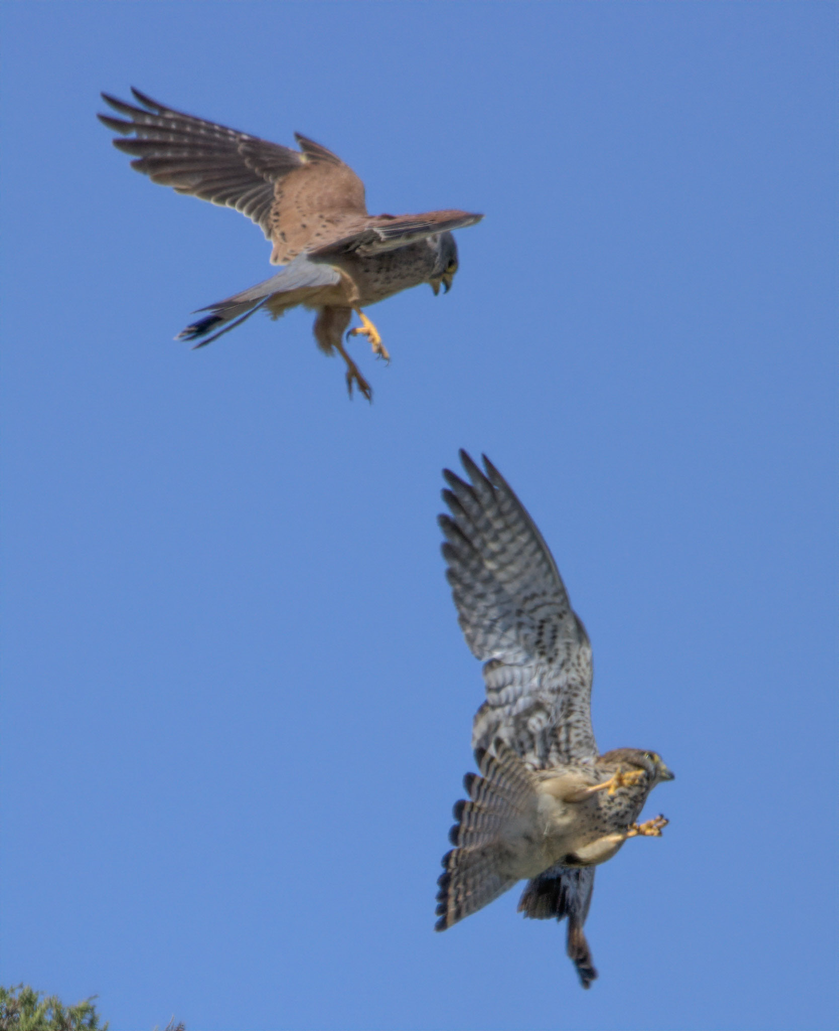 Kestrel
