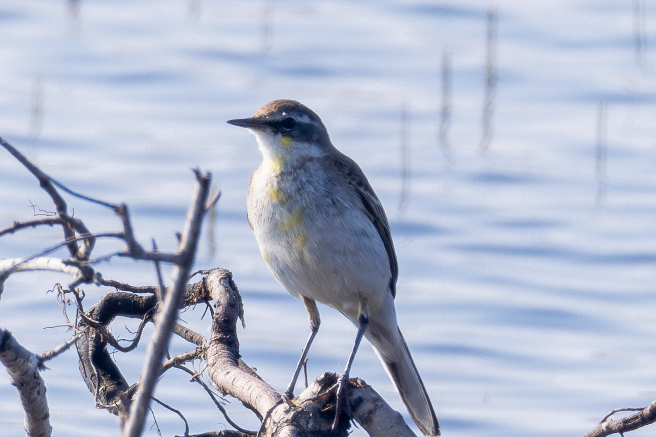 Eastern Yellow Wagtail