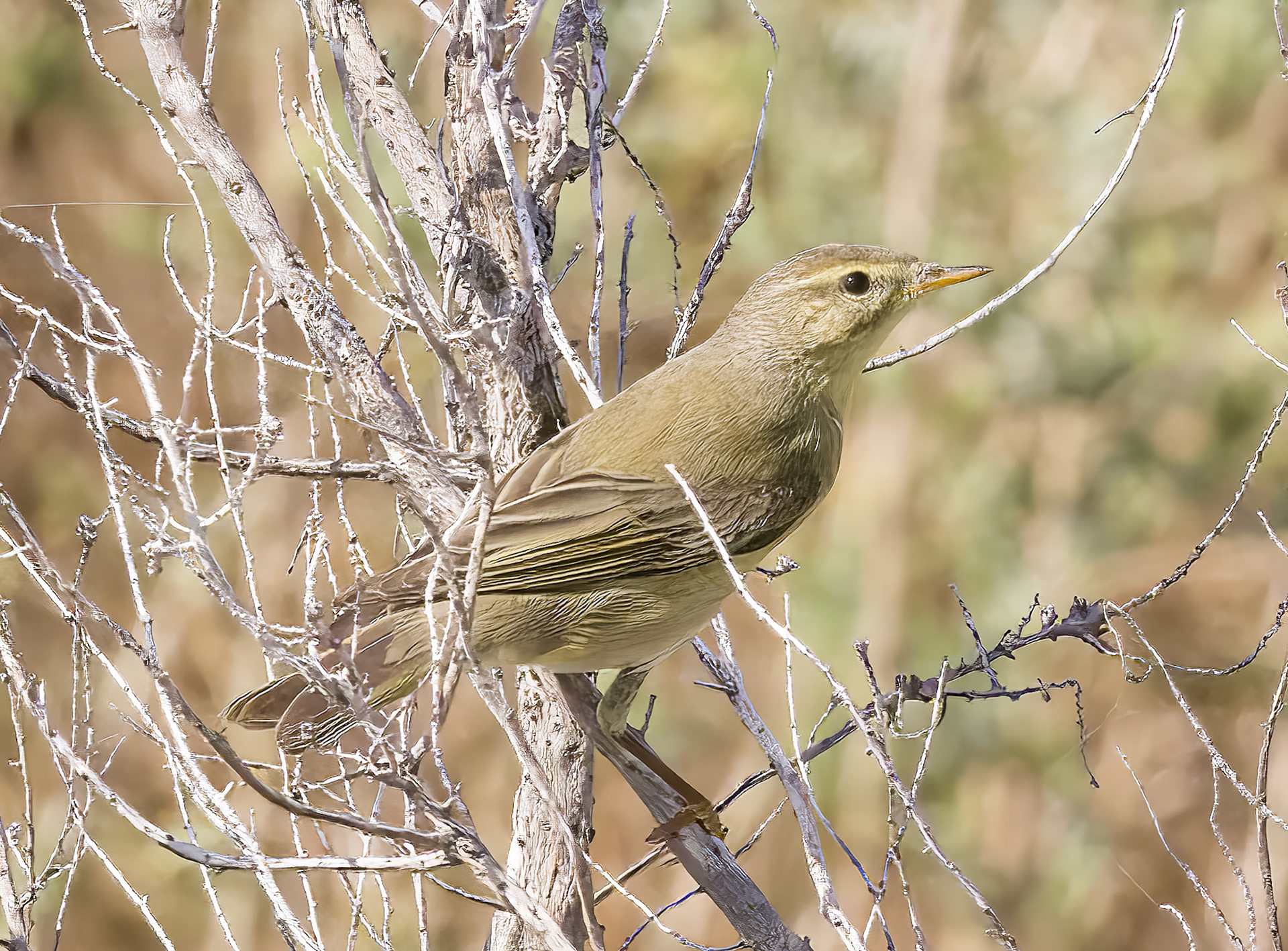Willow Warbler