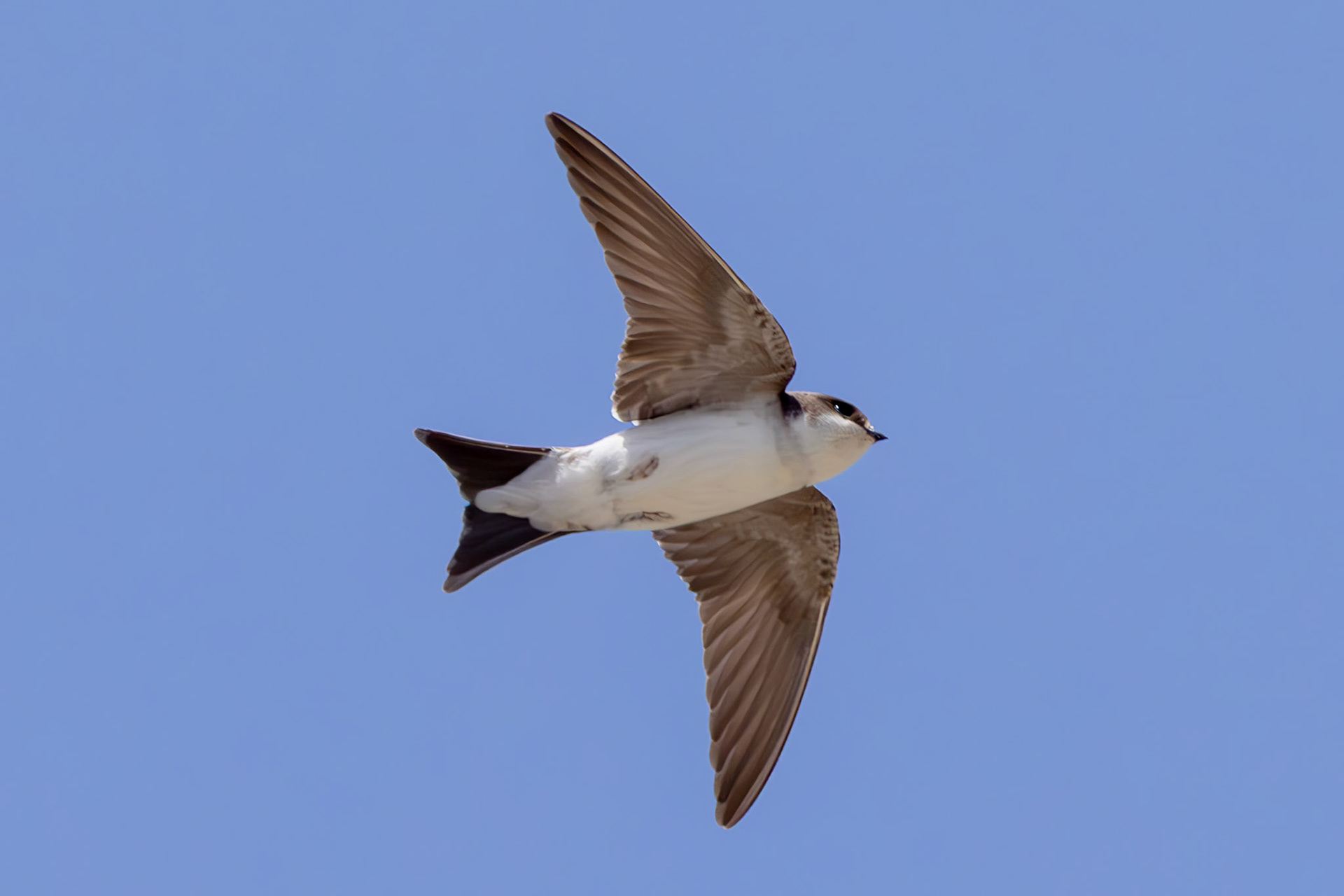 House Martin