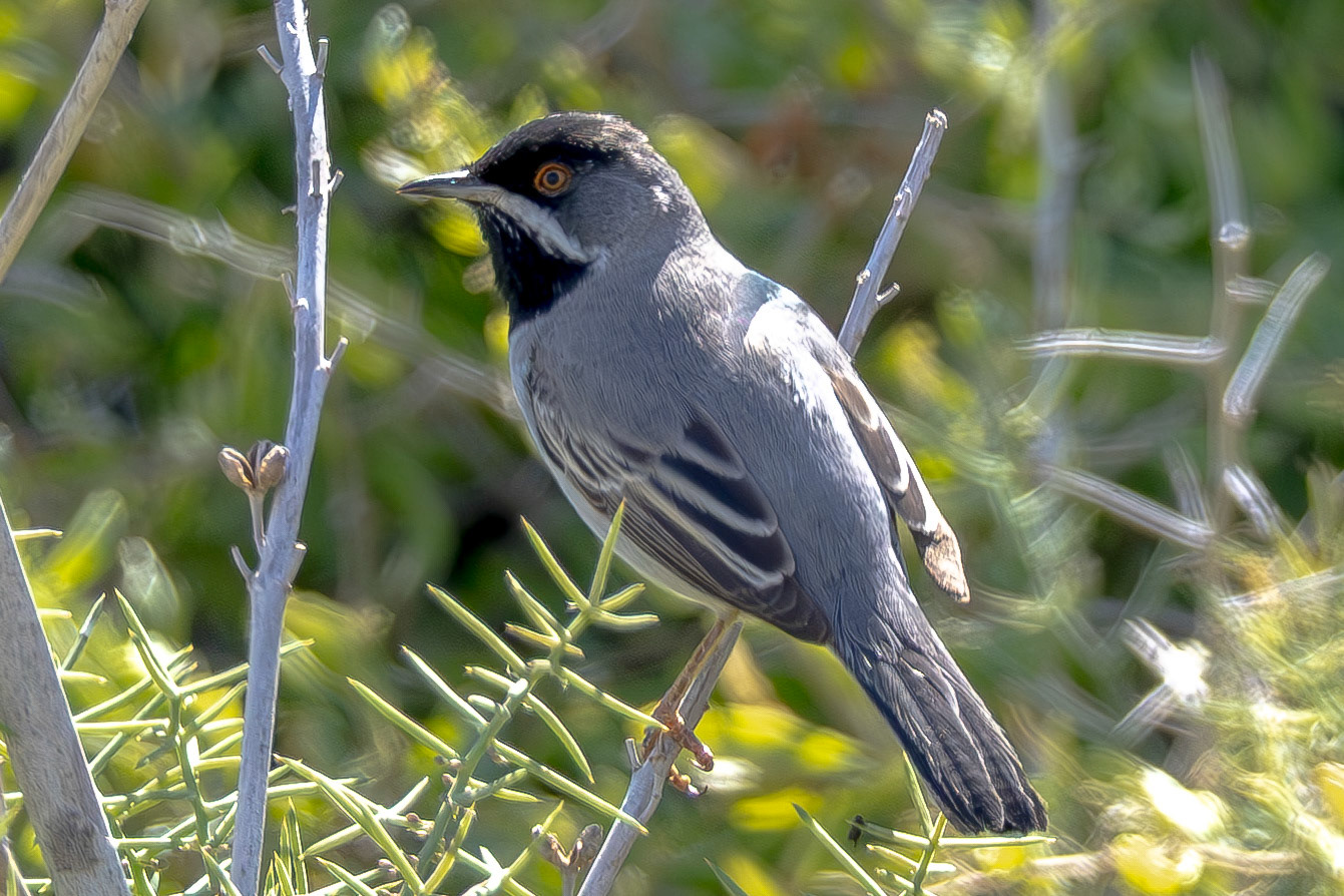 Rüppell's Warbler